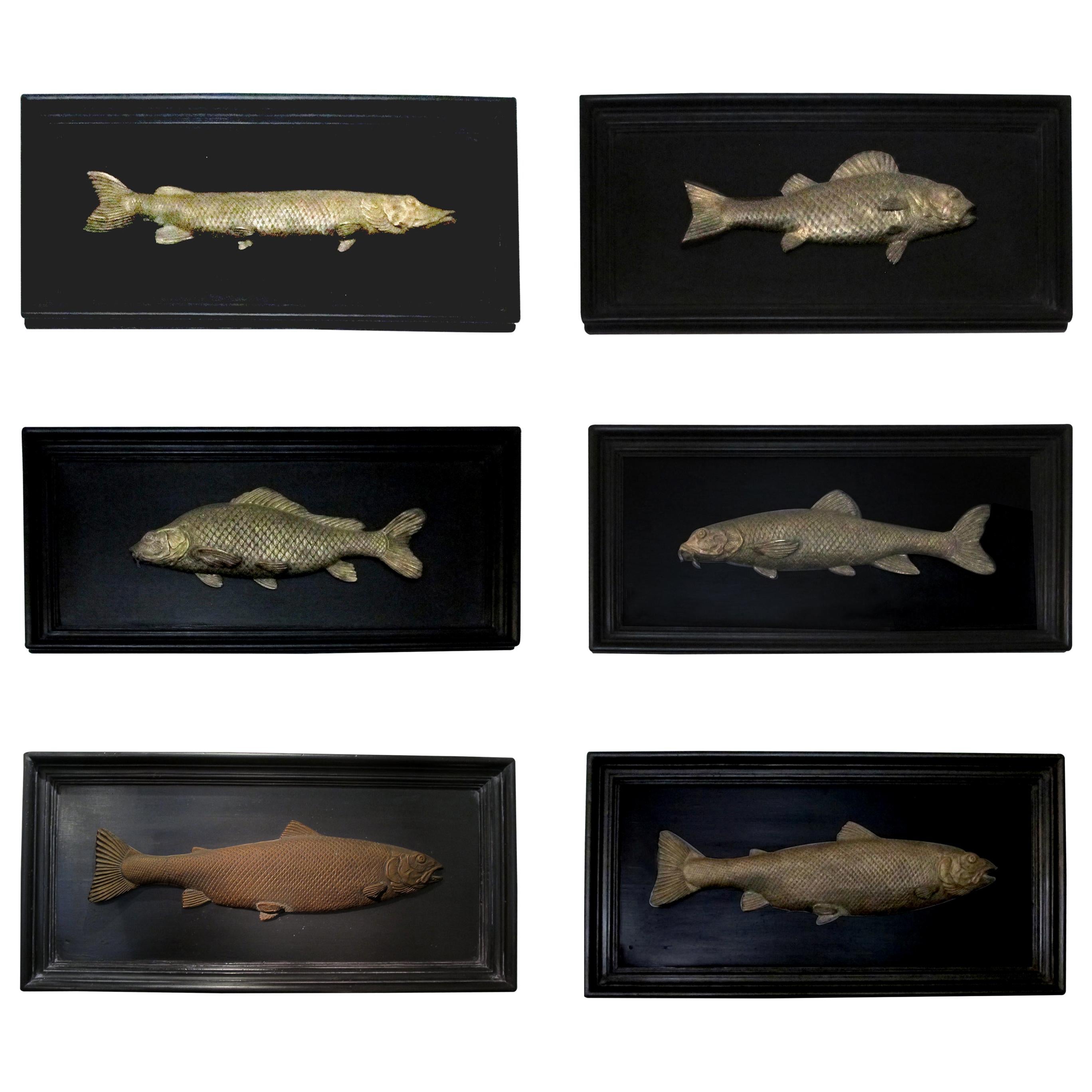 Set of 6 Early 20th Century Bronze Freshwater Fish Mounted on a Black Frame