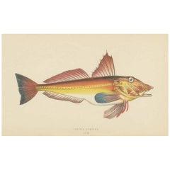 Set of 6 Fish Prints by Couch (circa 1870)