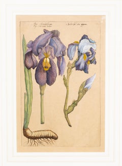 Juego de 6 grabados botánicos coloreados a mano por J.W Weinmann