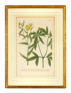 Set of 6 Framed Vintage Botanicals