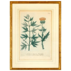 Set of 6 Framed Vintage Botanicals