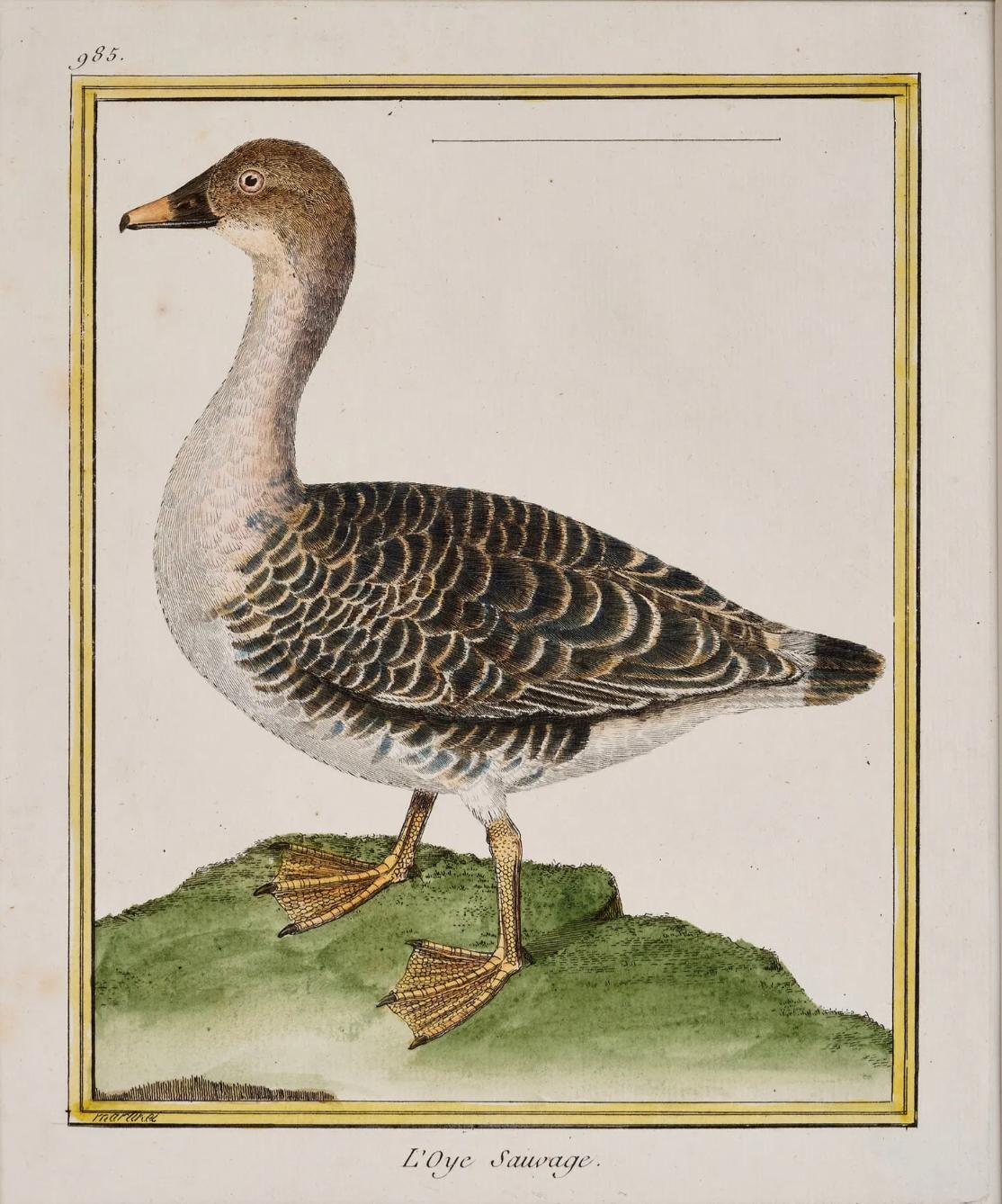 Ein seltener und exquisiter Satz von sechs französischen kolorierten Kupferstichen von Vögeln von François-Nicolas Martinet, datiert 1787. Martinet, bekannt für seine Arbeit an Buffons Histoire Naturelle, war einer der berühmtesten ornithologischen