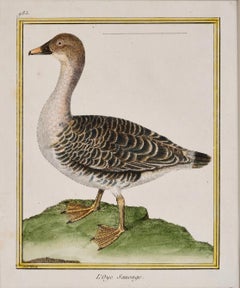 Satz von 6 französischen kolorierten Kupferplatten-Vogelgravuren