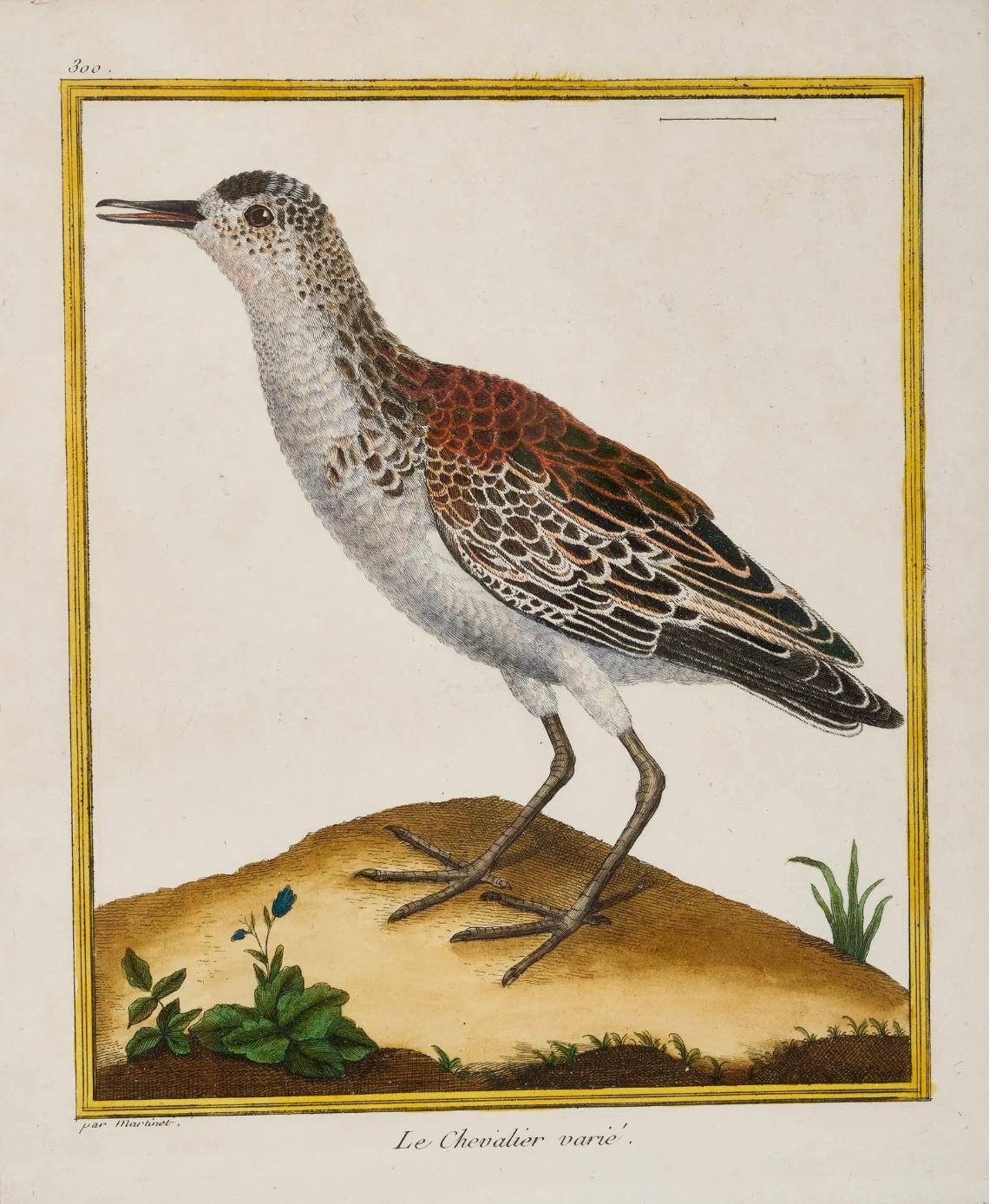 Satz von 6 französischen kolorierten Kupferplatten-Vogelgravuren (Französisch) im Angebot