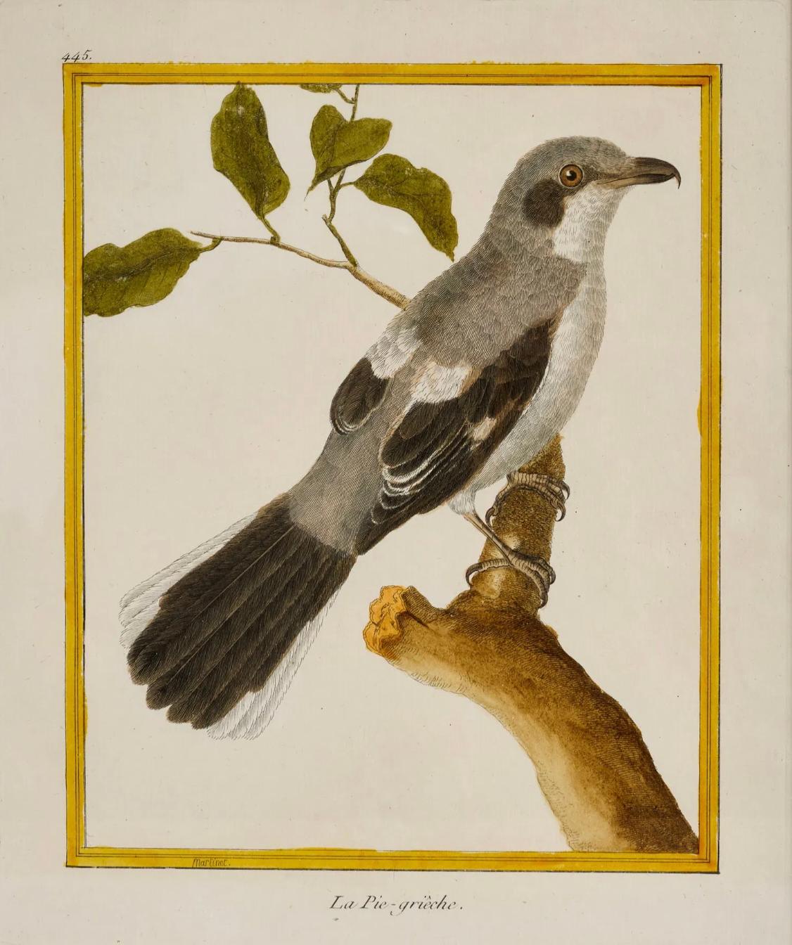 Satz von 6 französischen kolorierten Kupferplatten-Vogelgravuren (18. Jahrhundert) im Angebot
