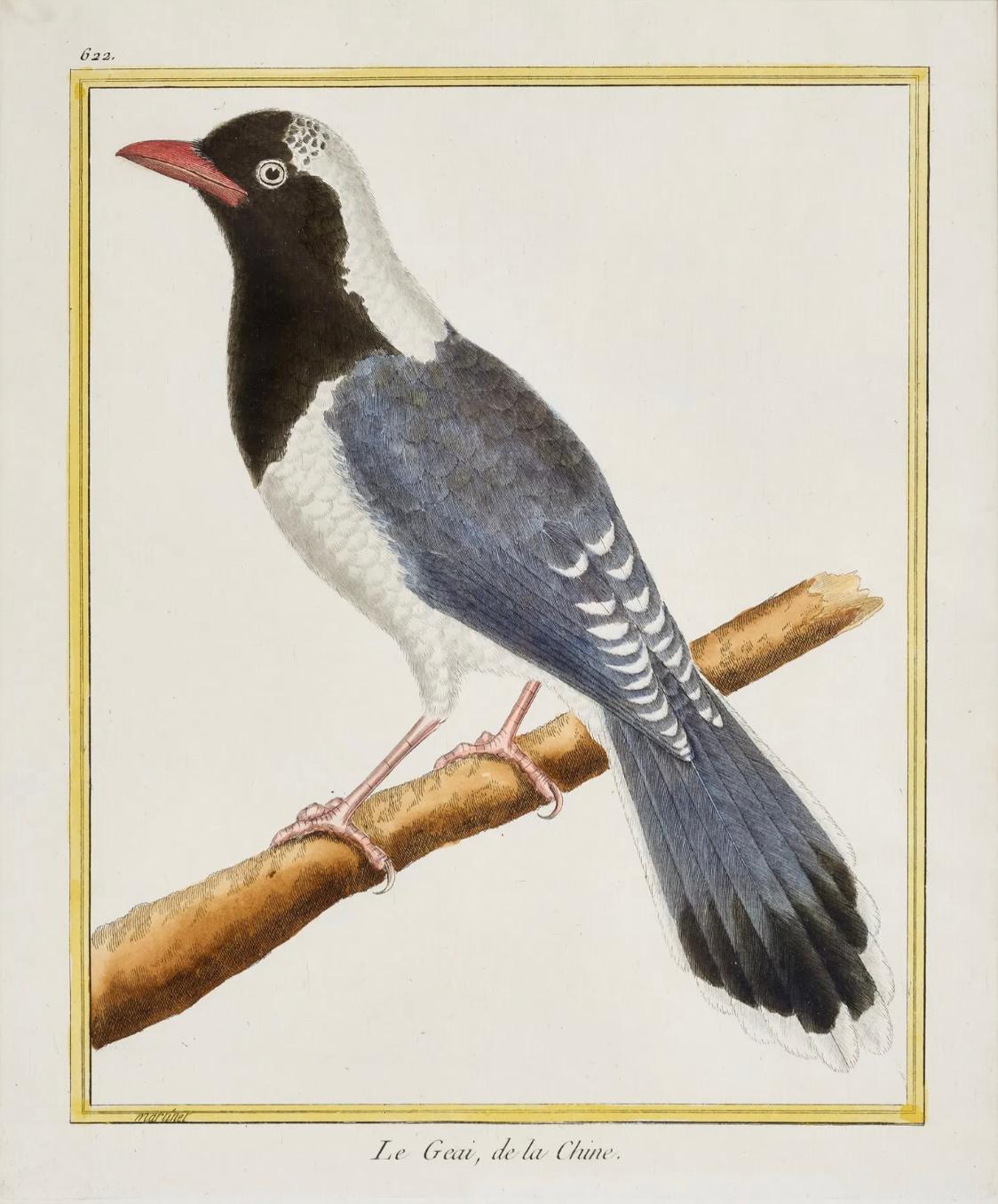 Satz von 6 französischen kolorierten Kupferplatten-Vogelgravuren im Angebot 1