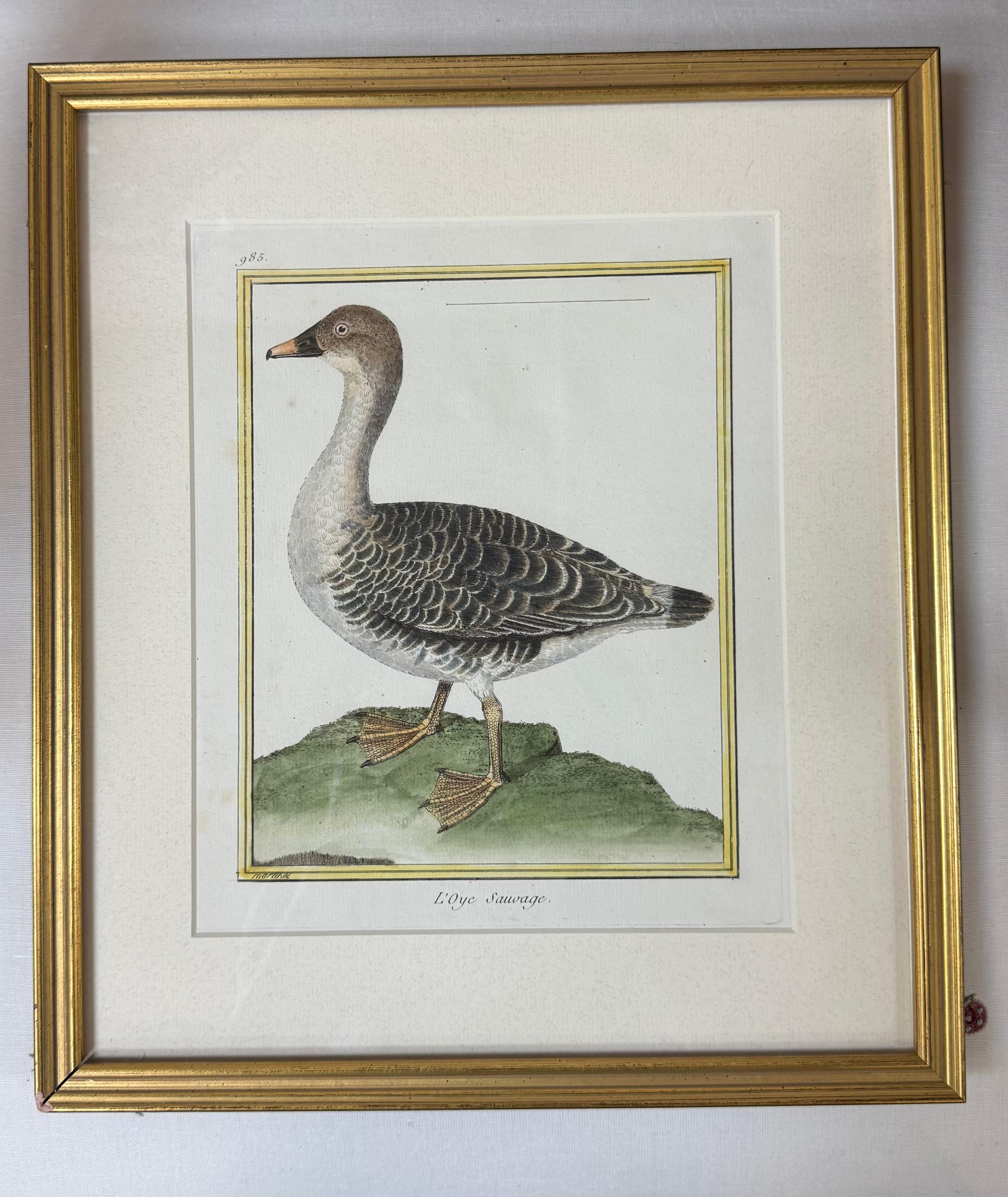 Satz von 6 französischen kolorierten Kupferplatten-Vogelgravuren im Angebot 3