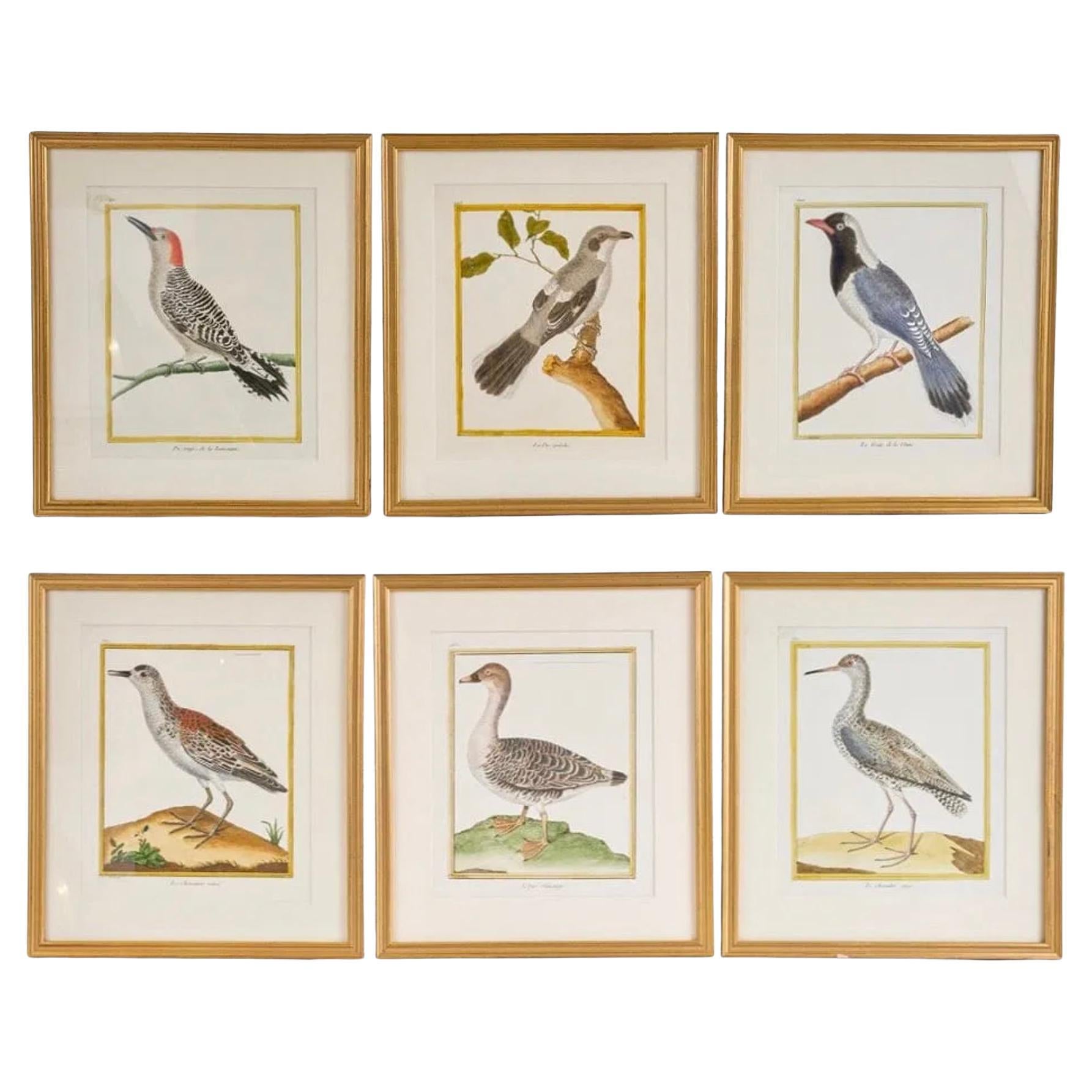 Satz von 6 französischen kolorierten Kupferplatten-Vogelgravuren im Angebot
