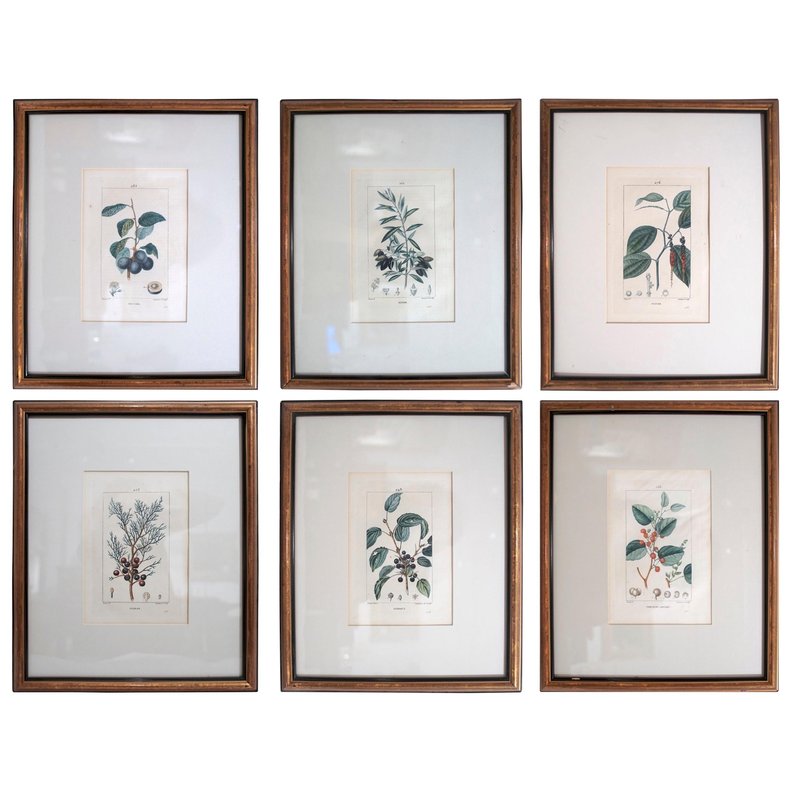 Set of 6 Hand Colored Botanical Etchings