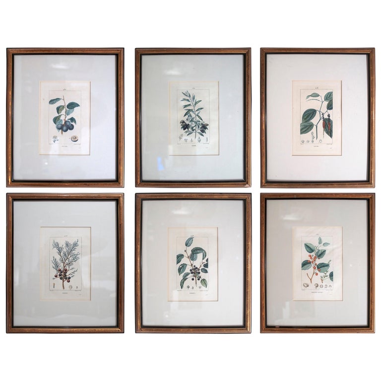 Set of 6 Hand Colored Botanical Etchings at 1stDibs