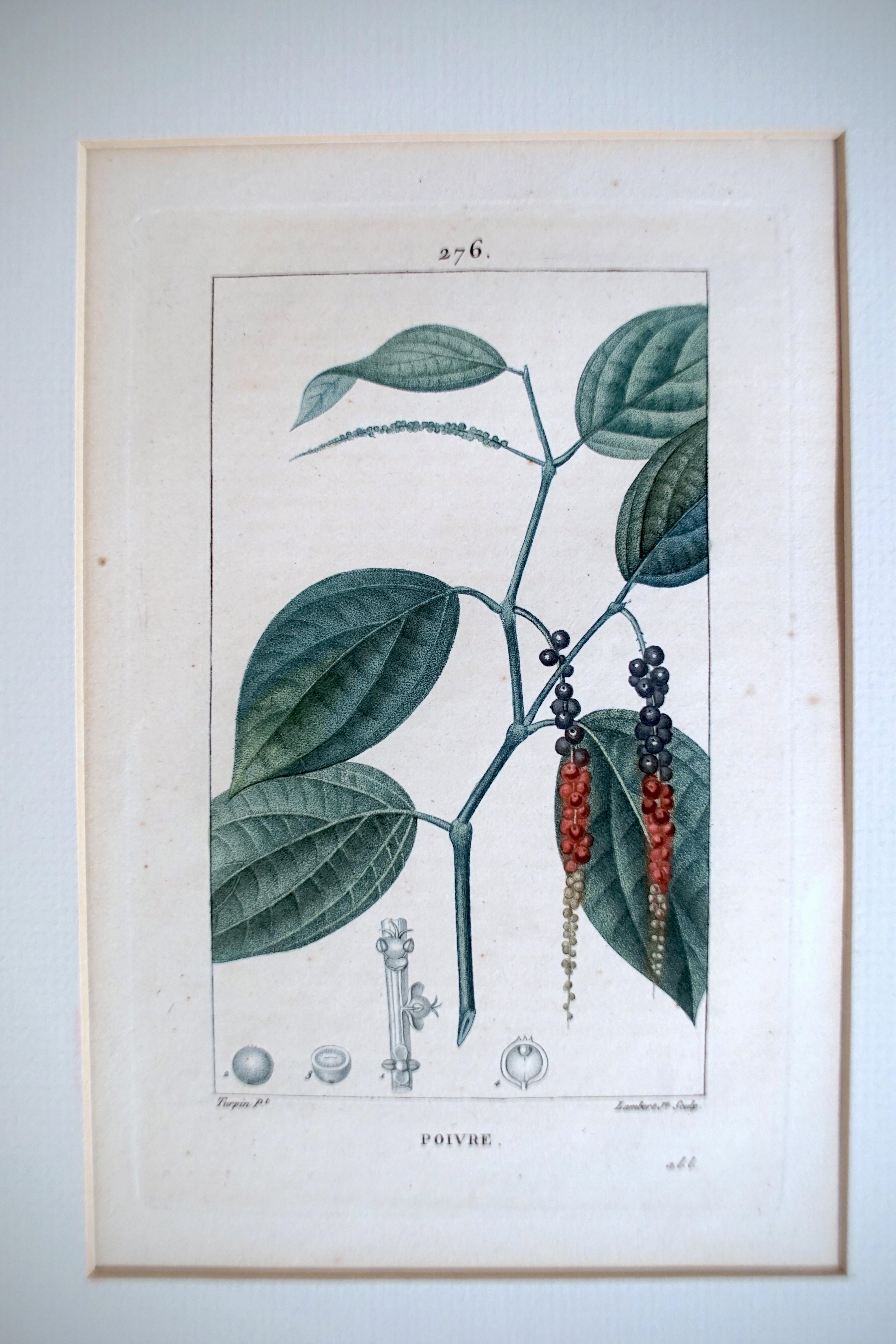 Set of 6 Hand Colored Botanical Etchings 3