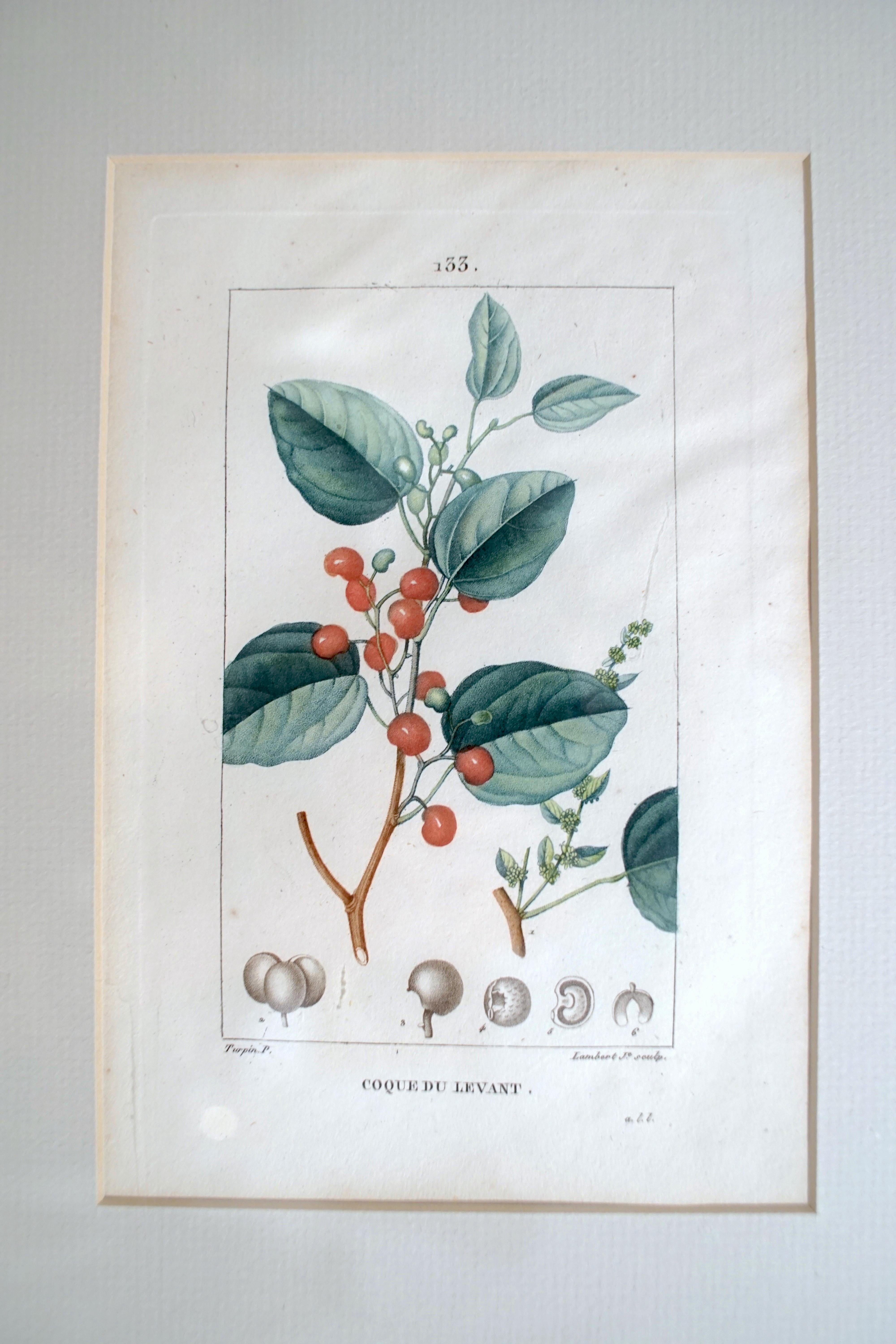 Set of 6 Hand Colored Botanical Etchings 5