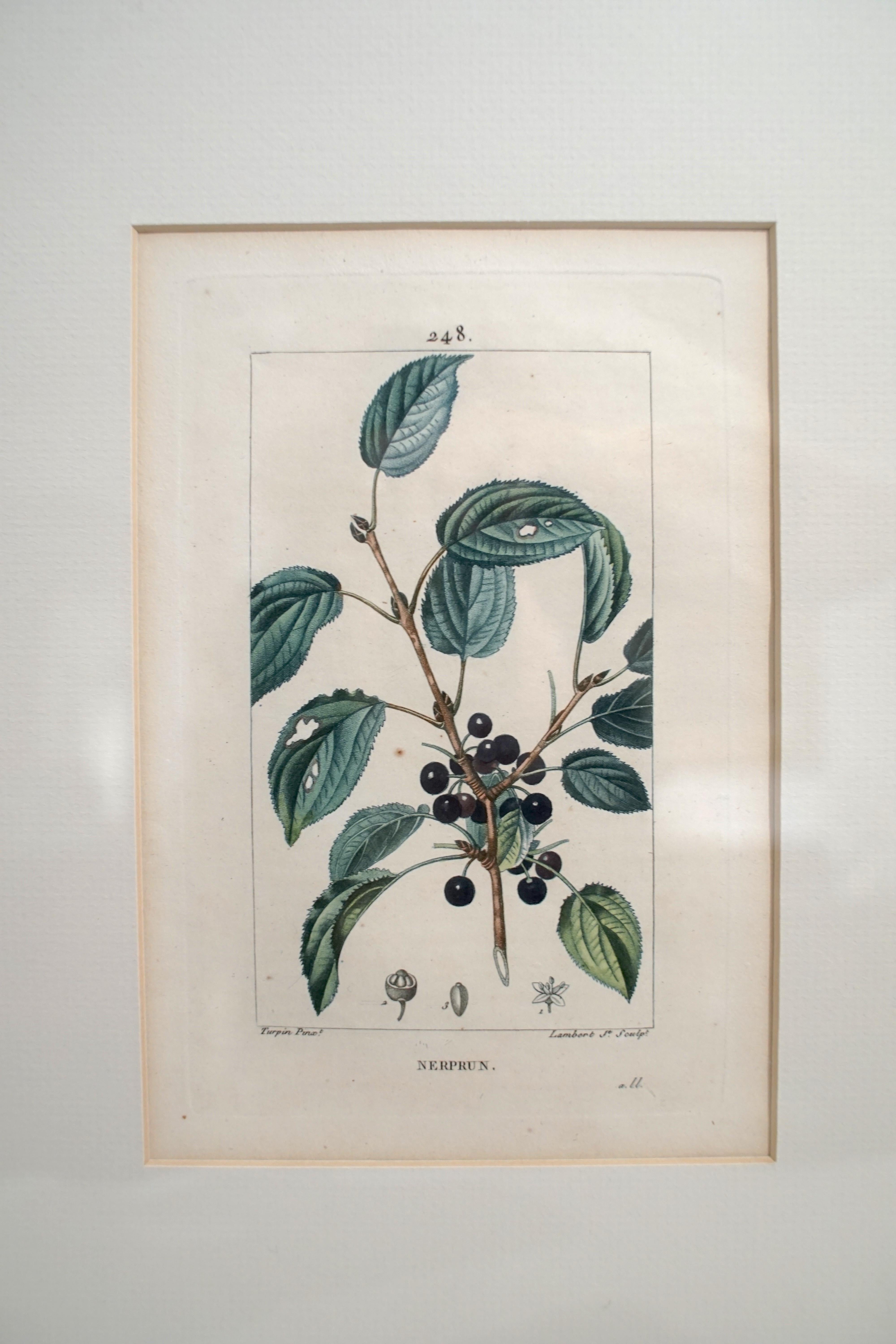 Set of 6 Hand Colored Botanical Etchings 6