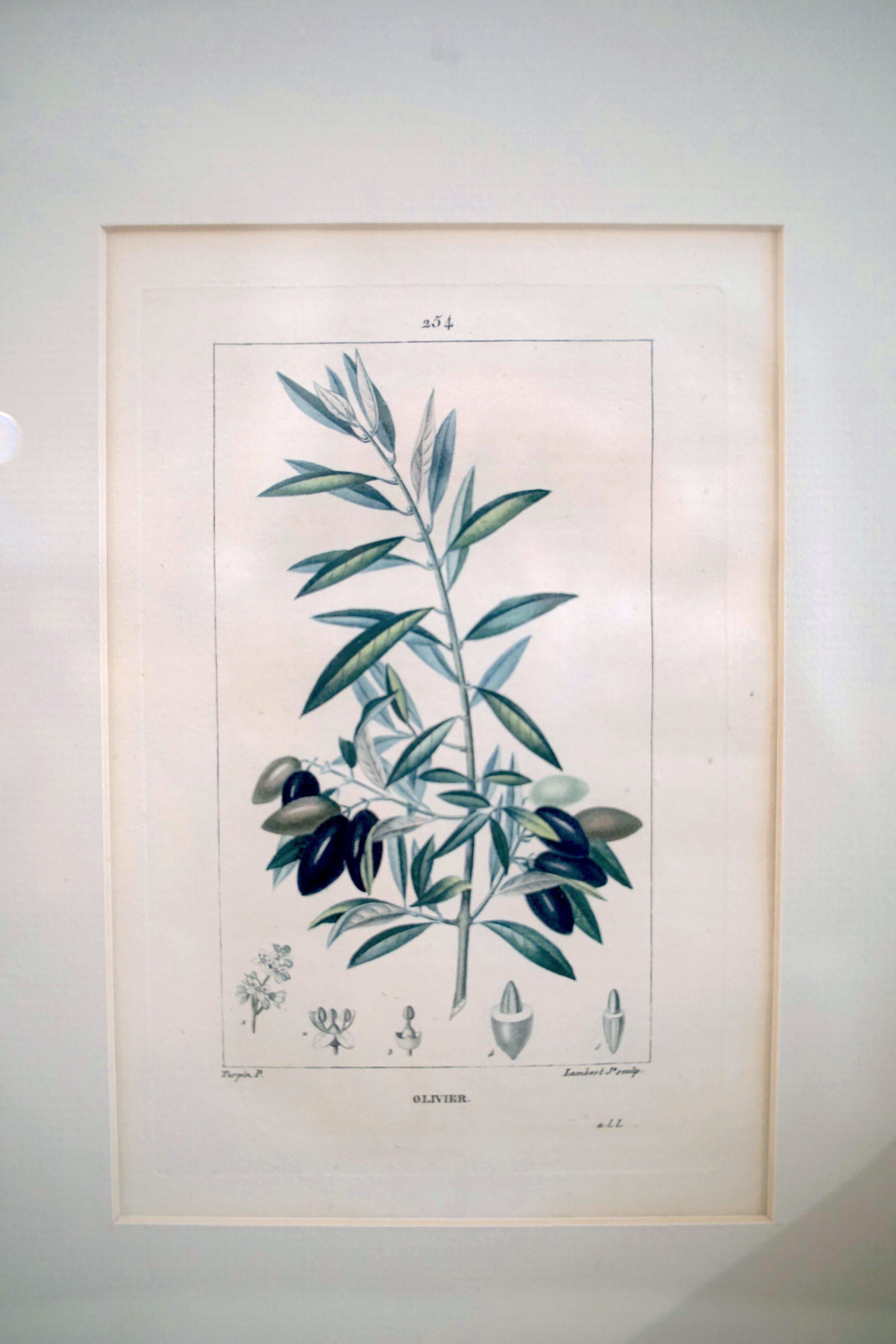 Set of 6 Hand Colored Botanical Etchings 7