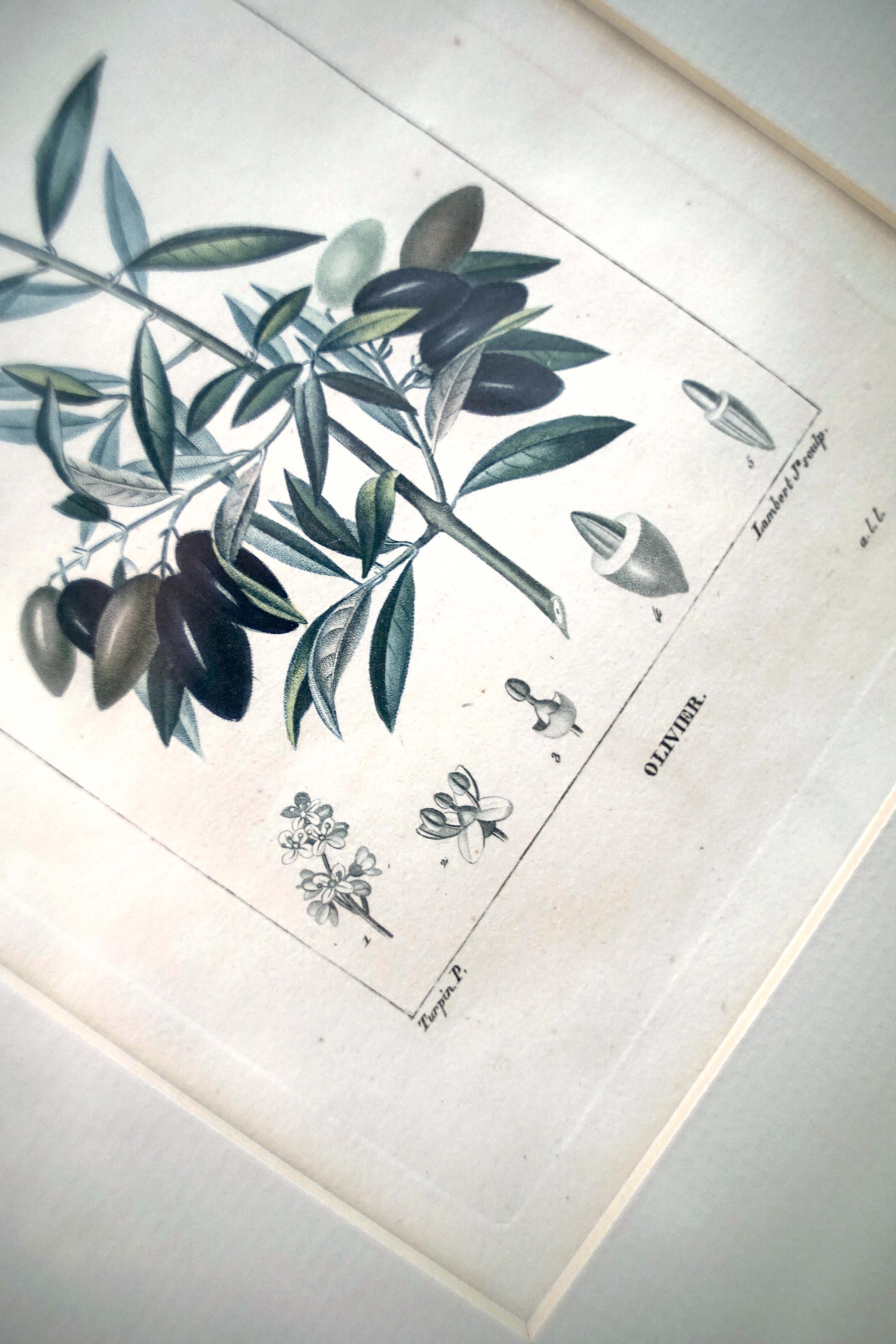 Set of 6 Hand Colored Botanical Etchings 9