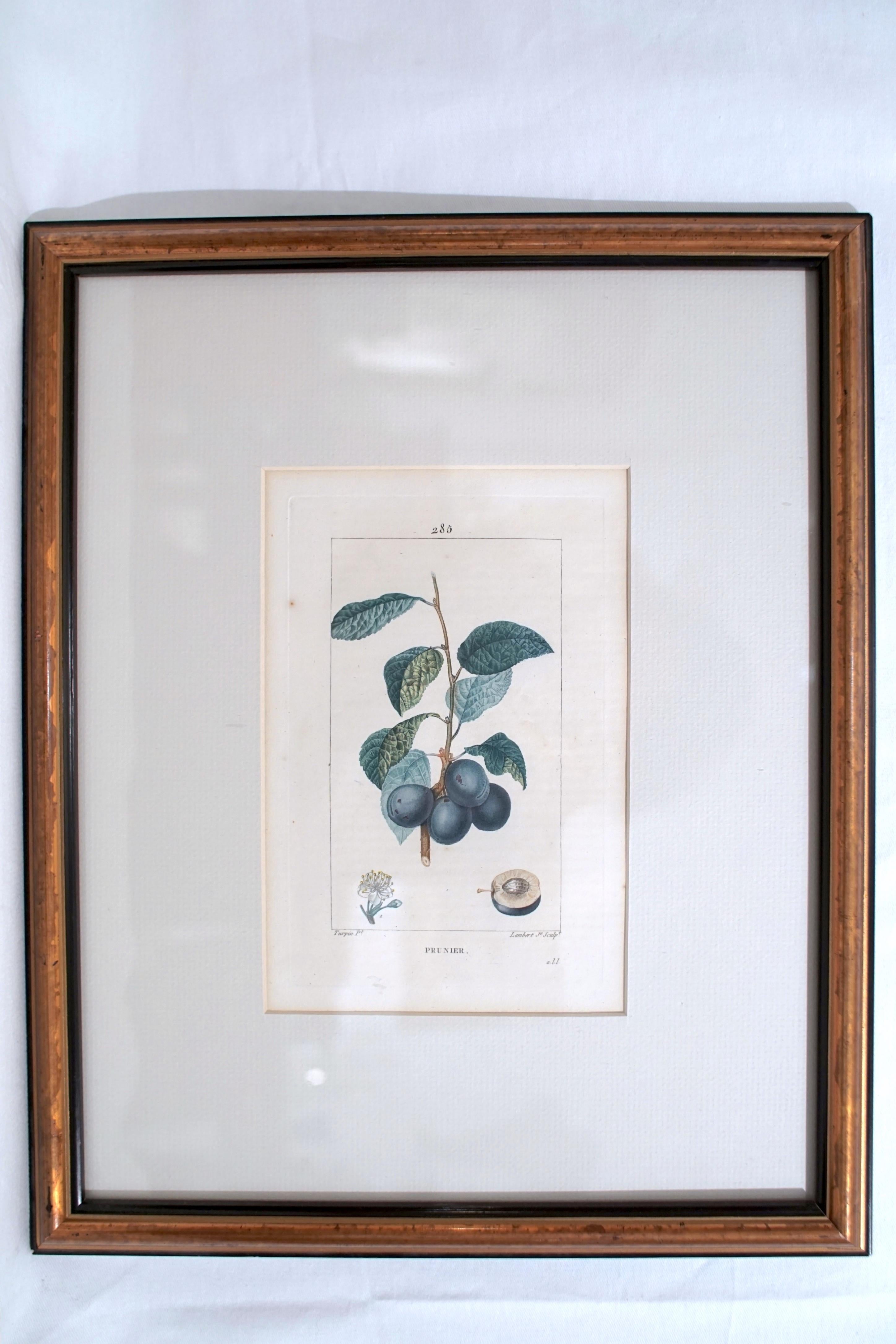 French Set of 6 Hand Colored Botanical Etchings