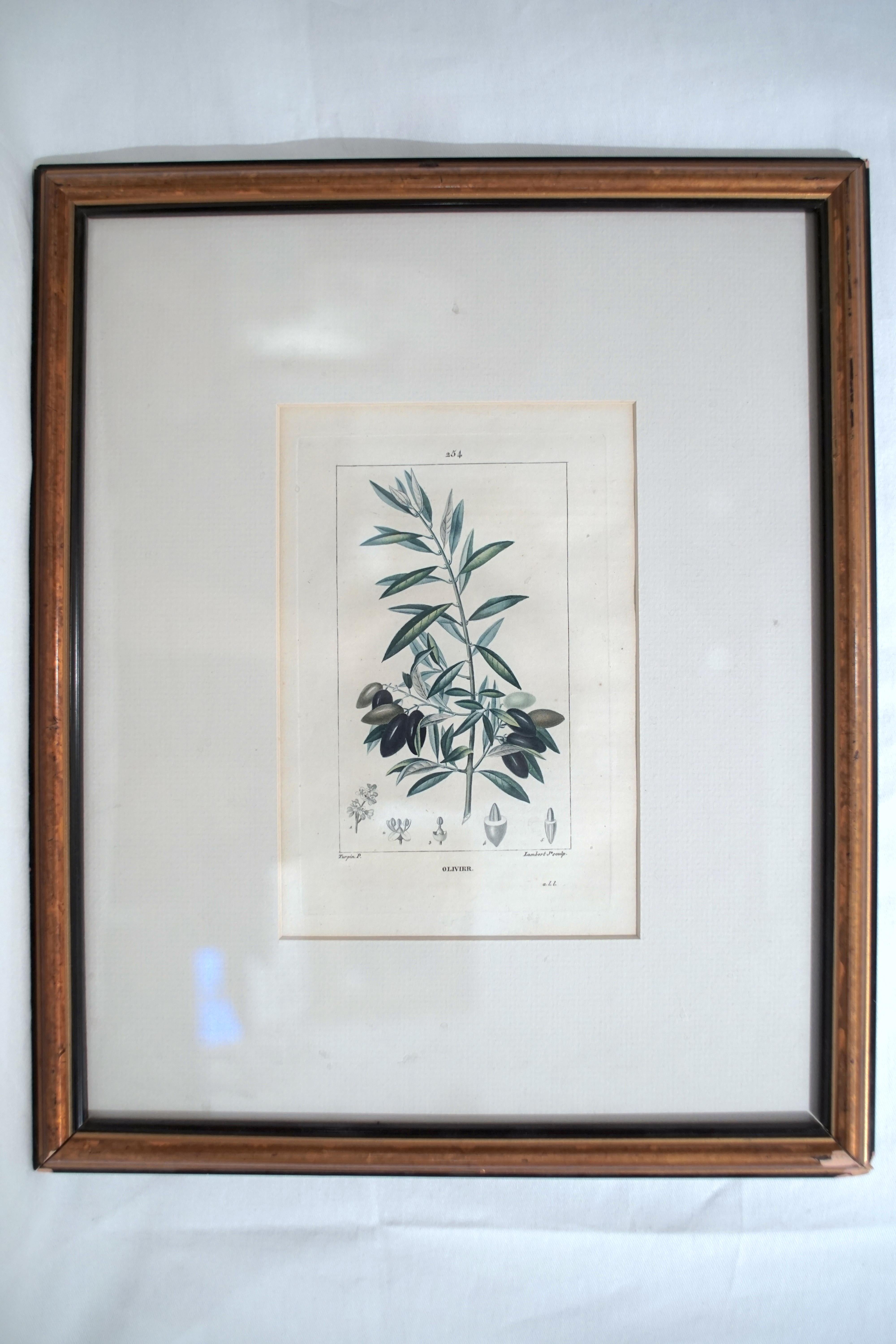 Set of 6 Hand Colored Botanical Etchings In Good Condition In Montreal, Quebec