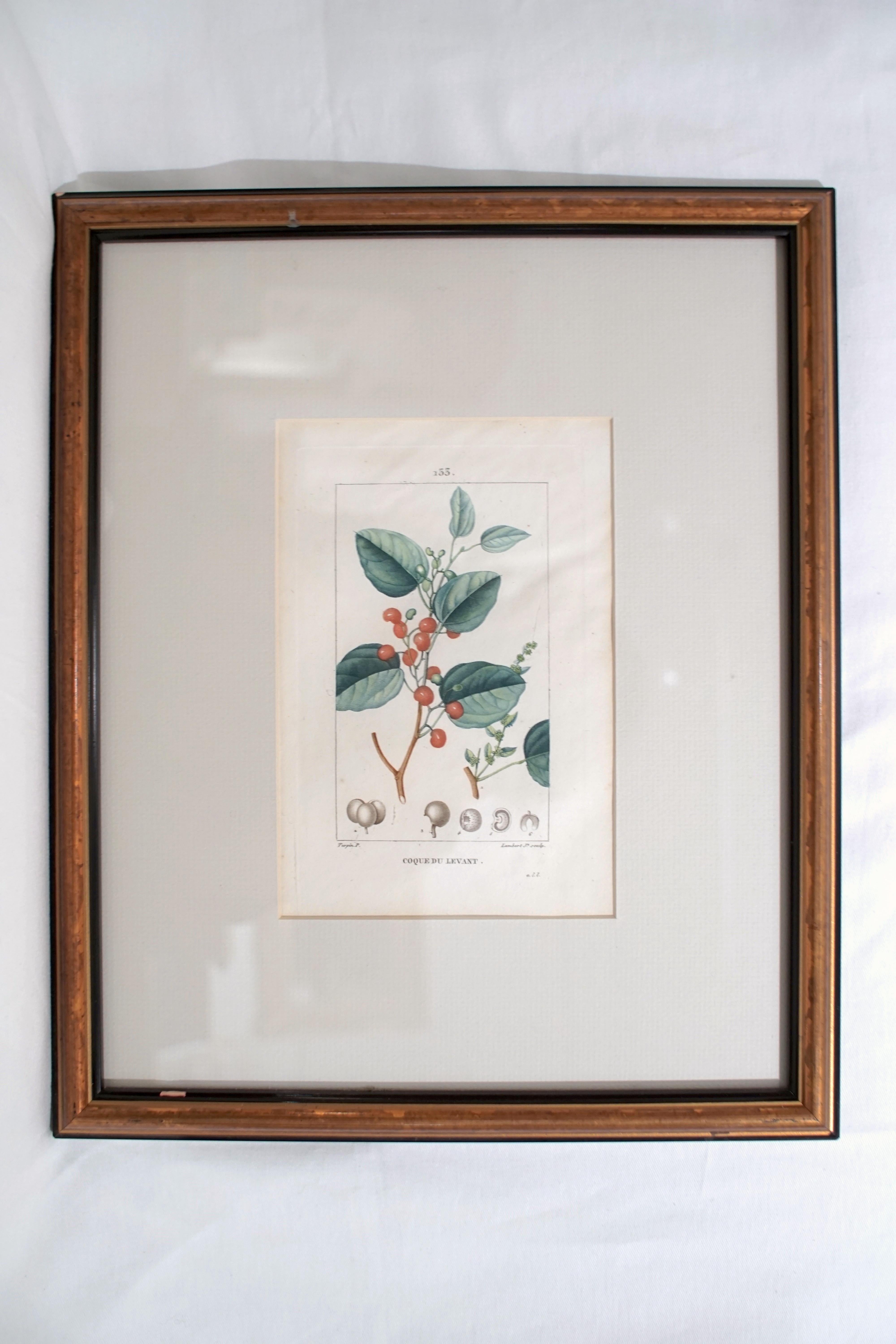 Wood Set of 6 Hand Colored Botanical Etchings