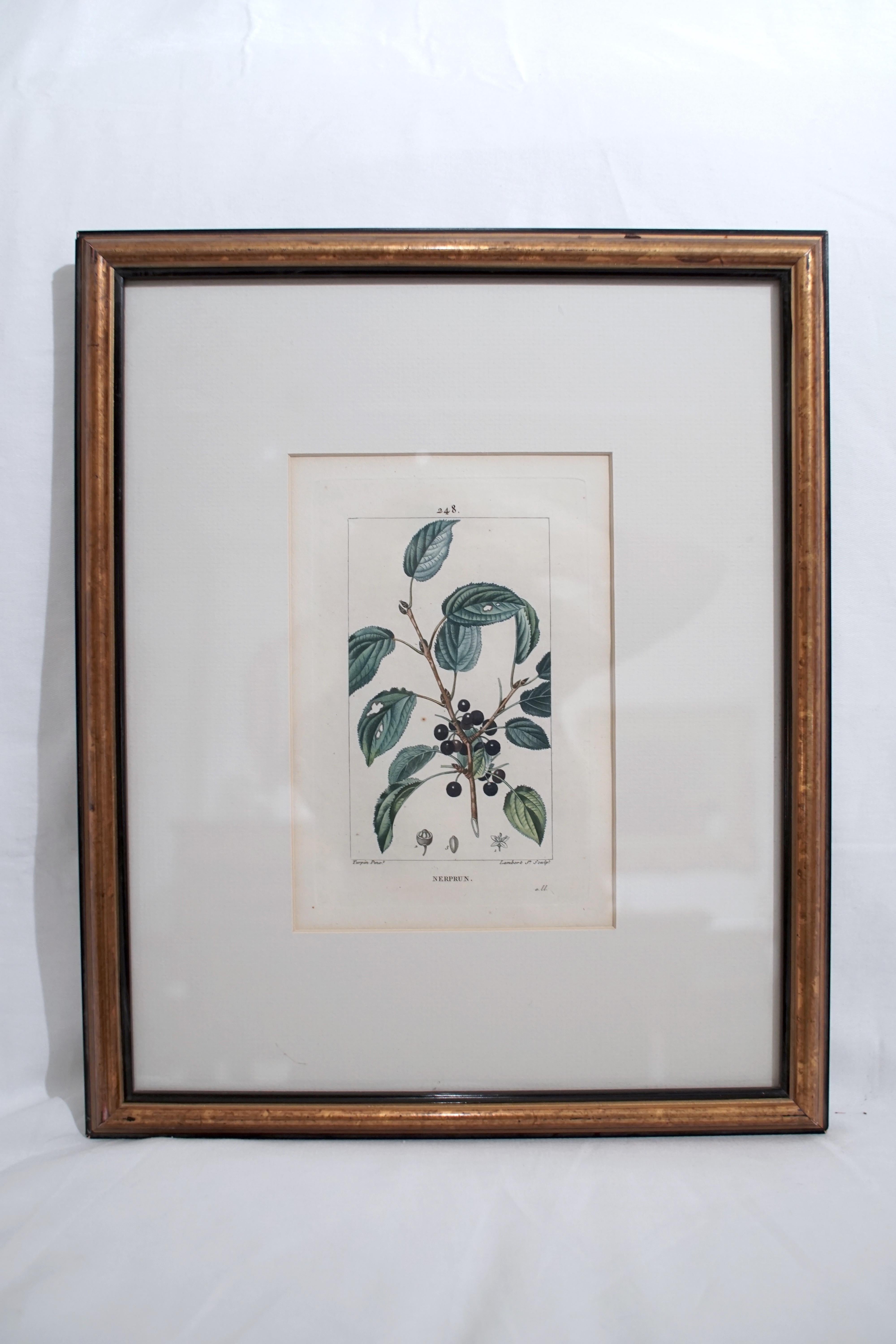 Set of 6 Hand Colored Botanical Etchings 1