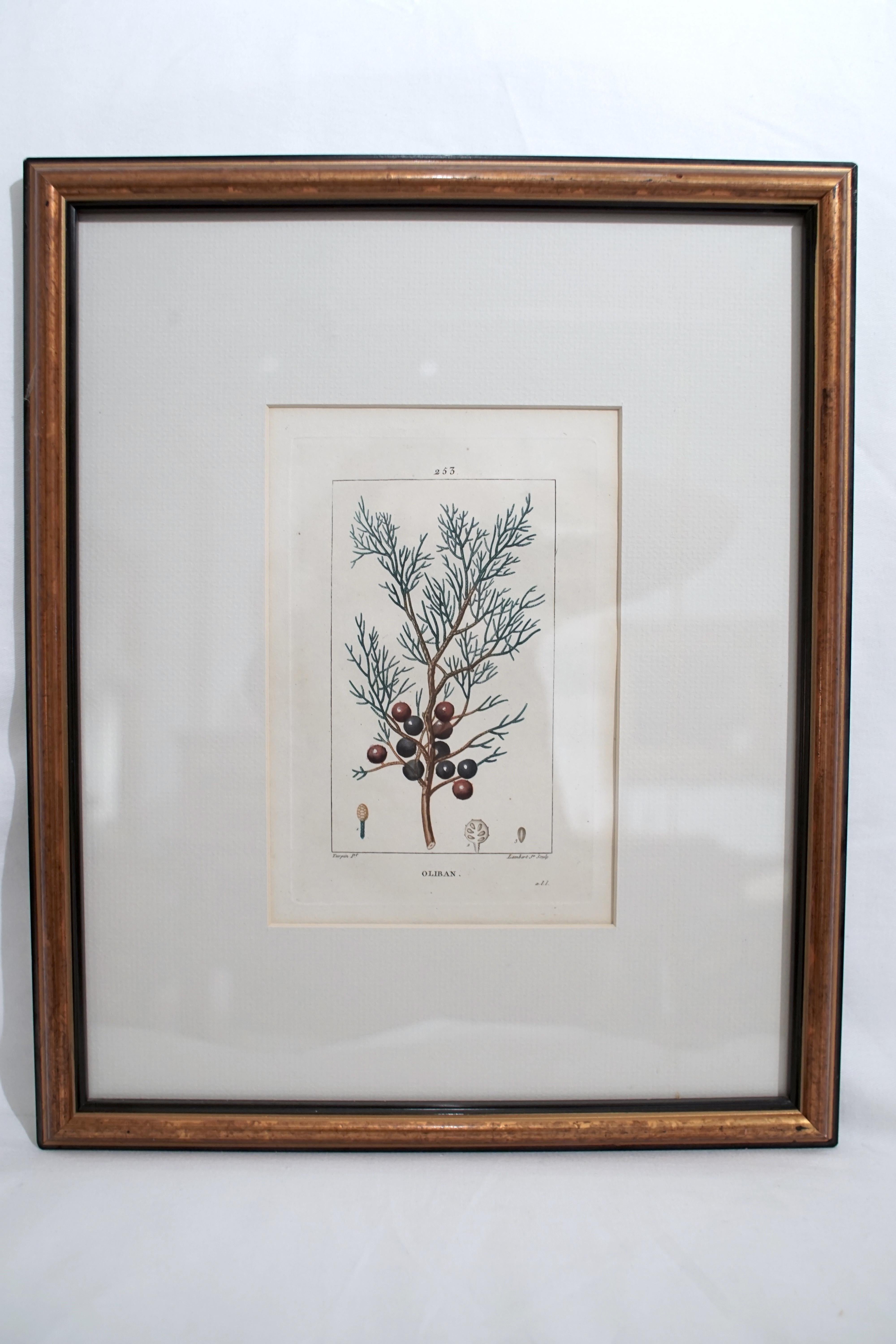 Set of 6 Hand Colored Botanical Etchings 2