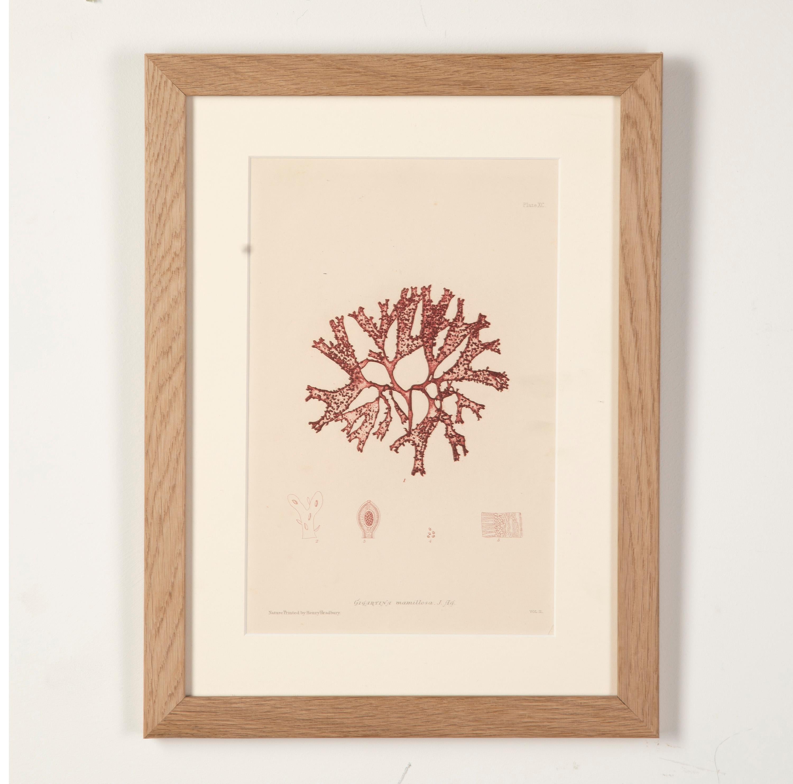 Set of six Henry Bradbury pink seaweed prints.

All six prints are mounted in light oak frames with off-white mounts and AR70 art glass.

These intricately detailed 19th century prints were created using the “nature-printed” process developed by