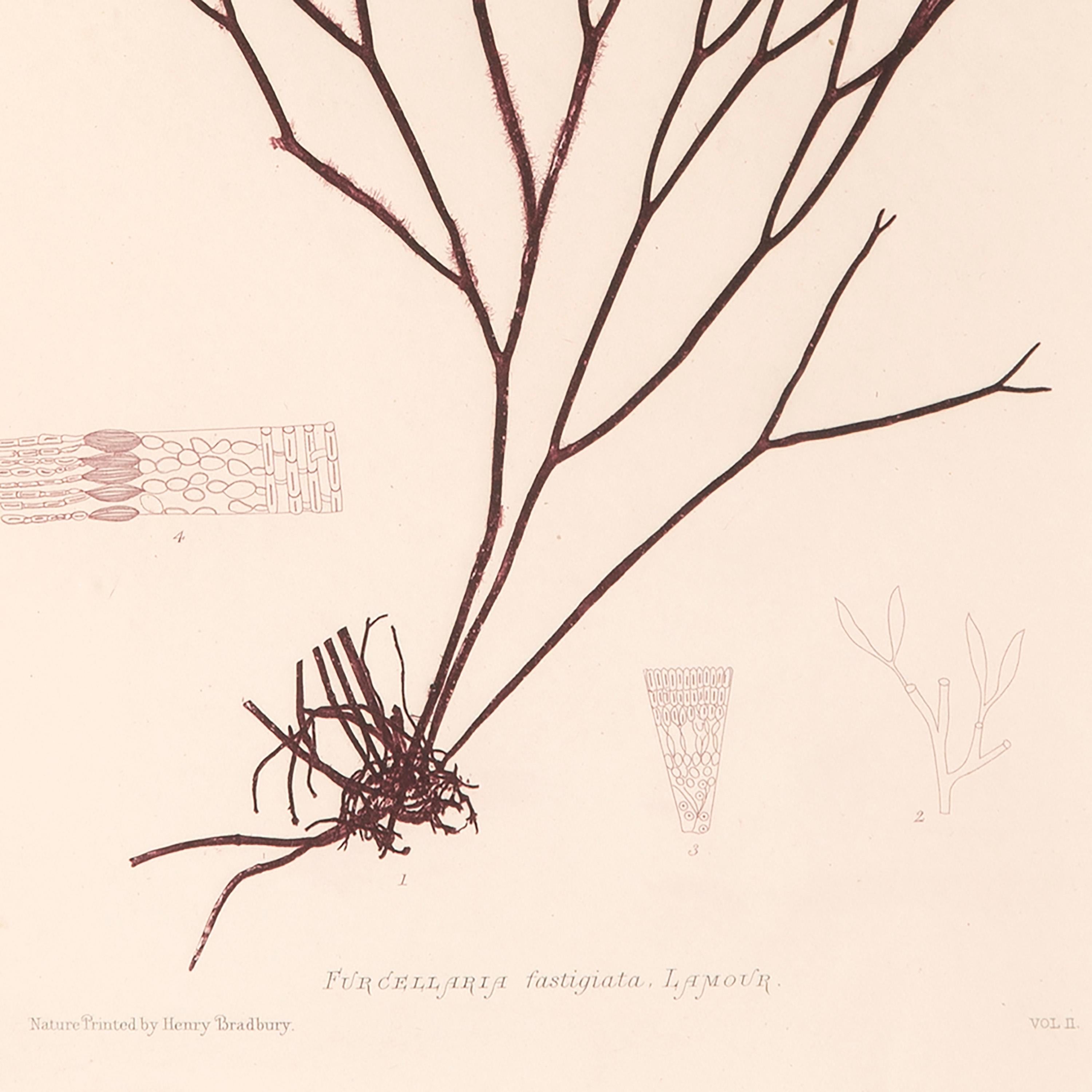 henry bradbury seaweed prints