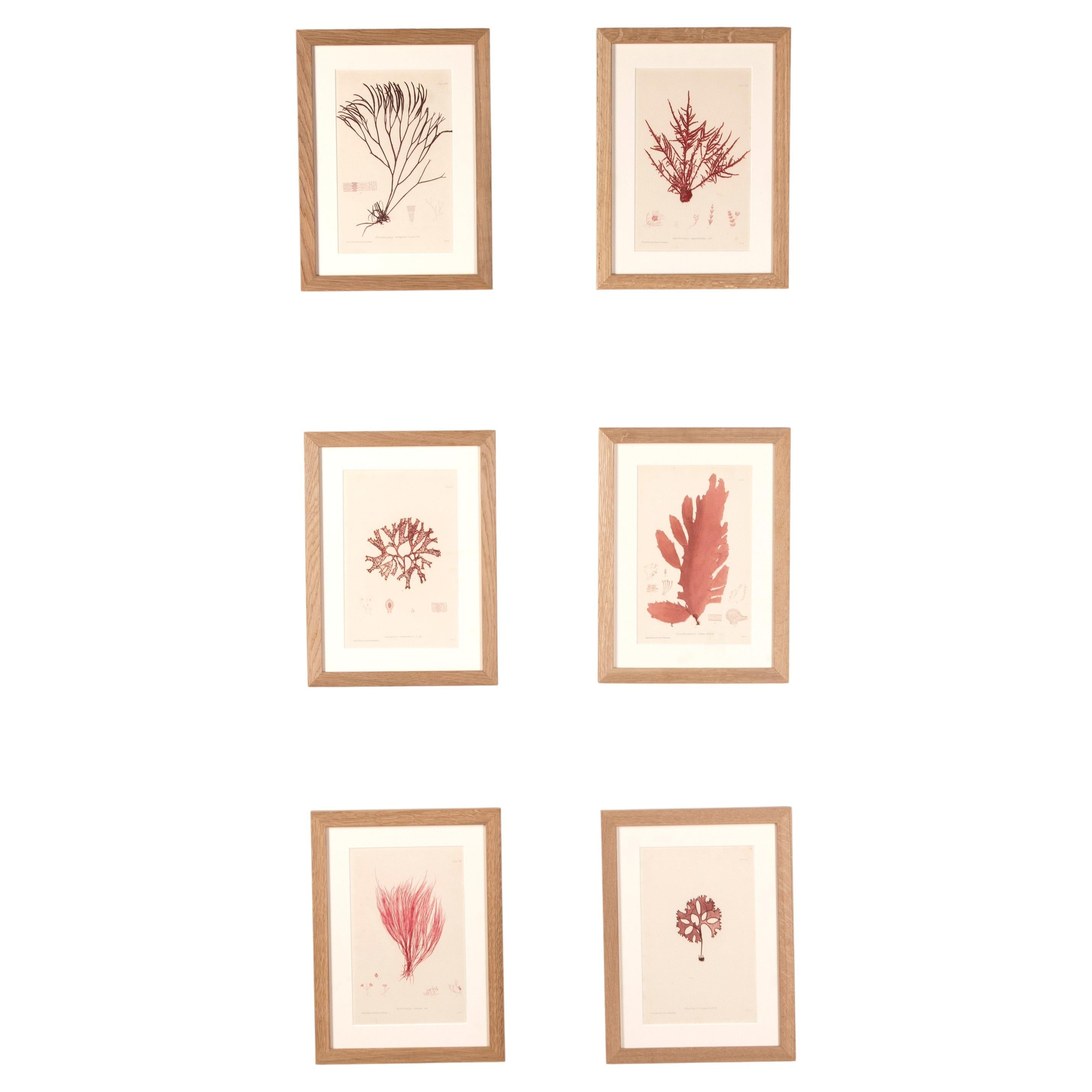 Set of 6 Henry Bradbury Pink Seaweed Prints