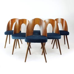 Set Of 6 Iconic Tatra Chairs In Walnut & Velvet By šuman, Nabytok Pravenec 1960s