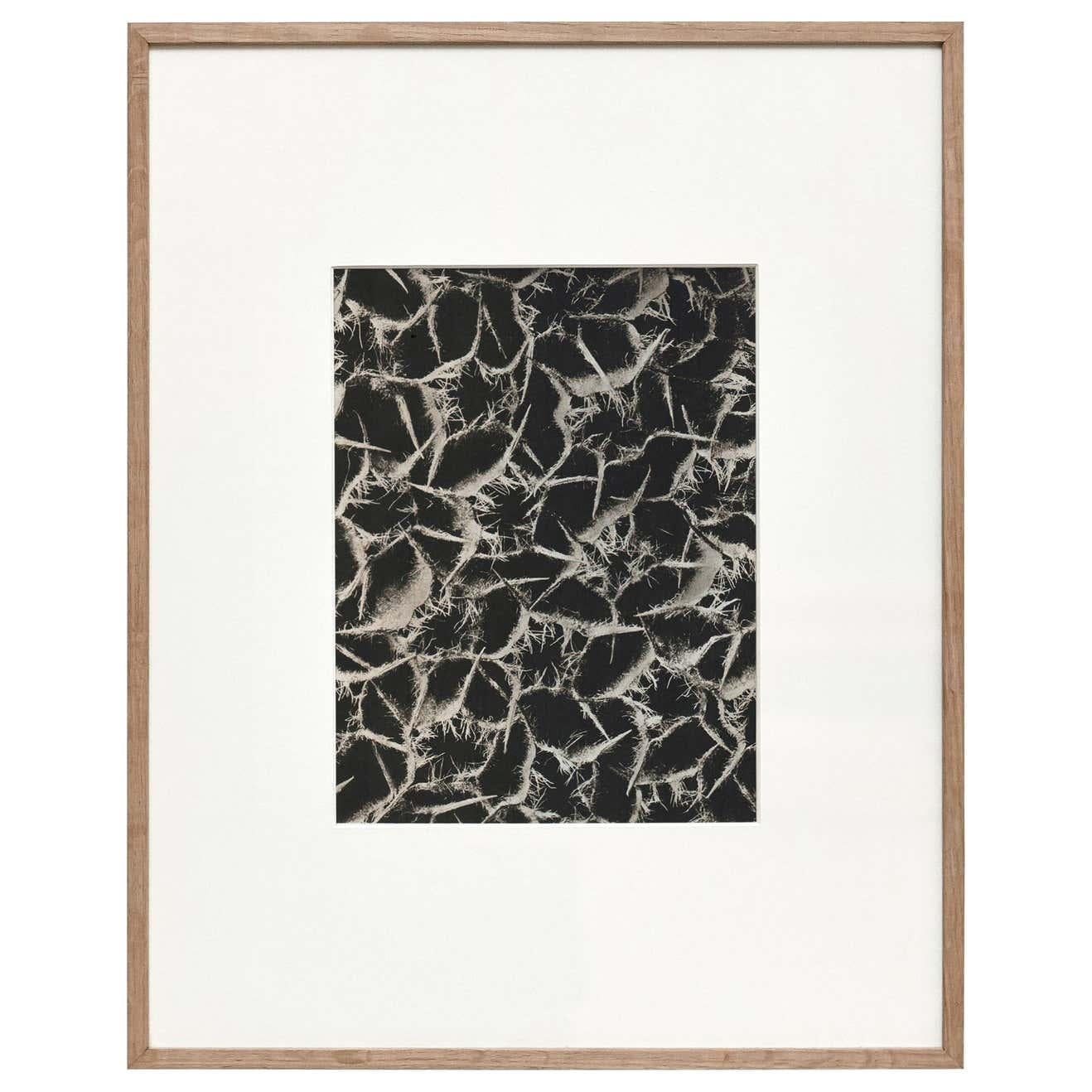 6er-Set Karl Blossfeldt Schwarz-Weiß-Blumen-Photogravüre Botanische Fotografie im Angebot 3