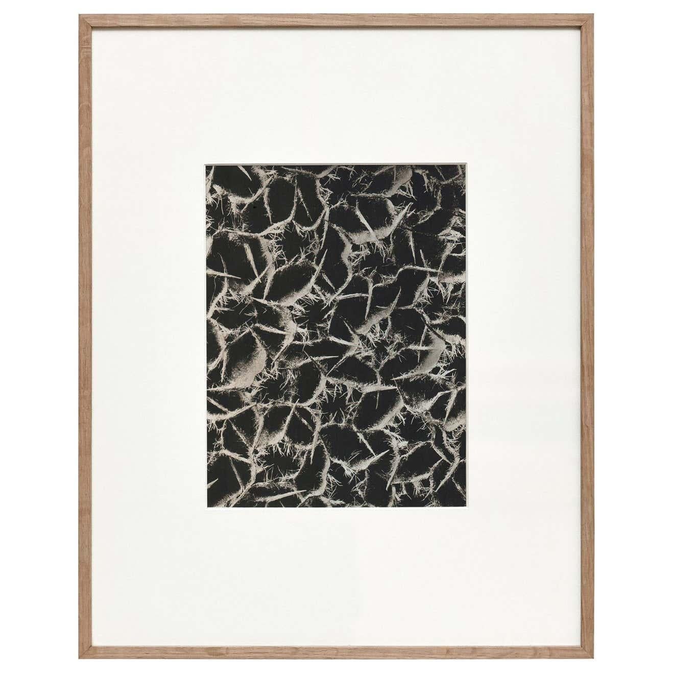 Set of 6 Karl Blossfeldt Black White Flower Photogravure Botanic Photography For Sale 3