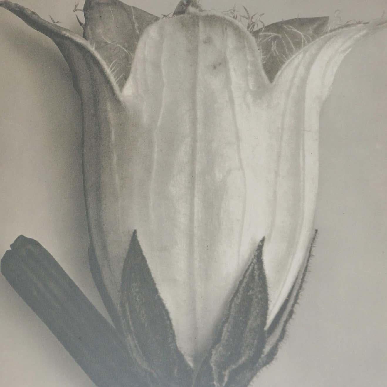 Set of 6 Karl Blossfeldt Black White Flower Photogravure Botanic Photographies 3