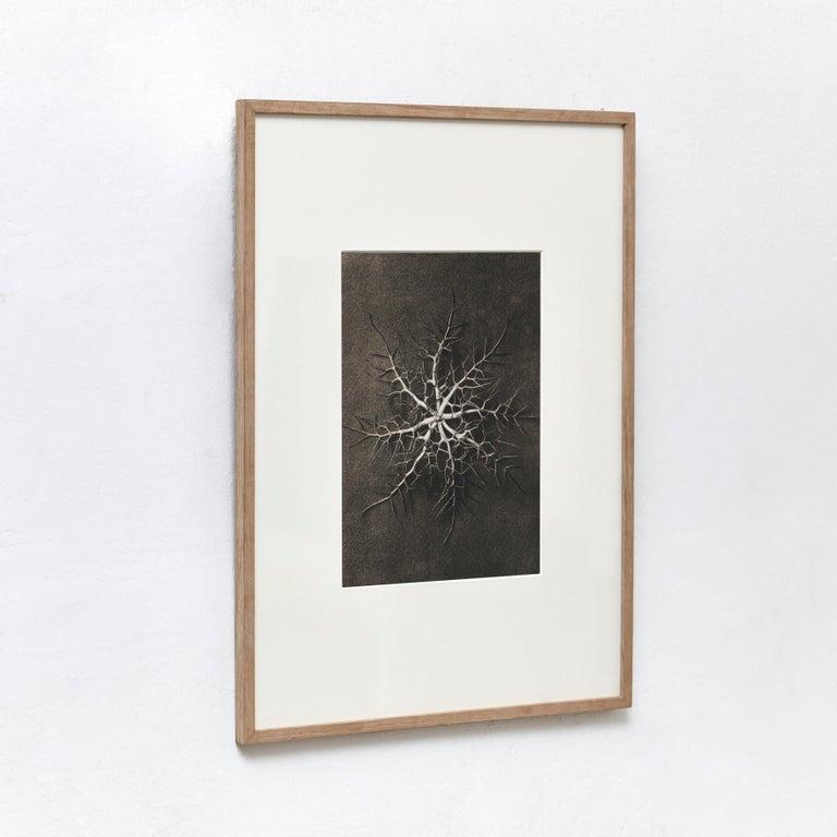 Set of 6 Karl Blossfeldt Black White Flower Photogravure Botanic Photography For Sale 4