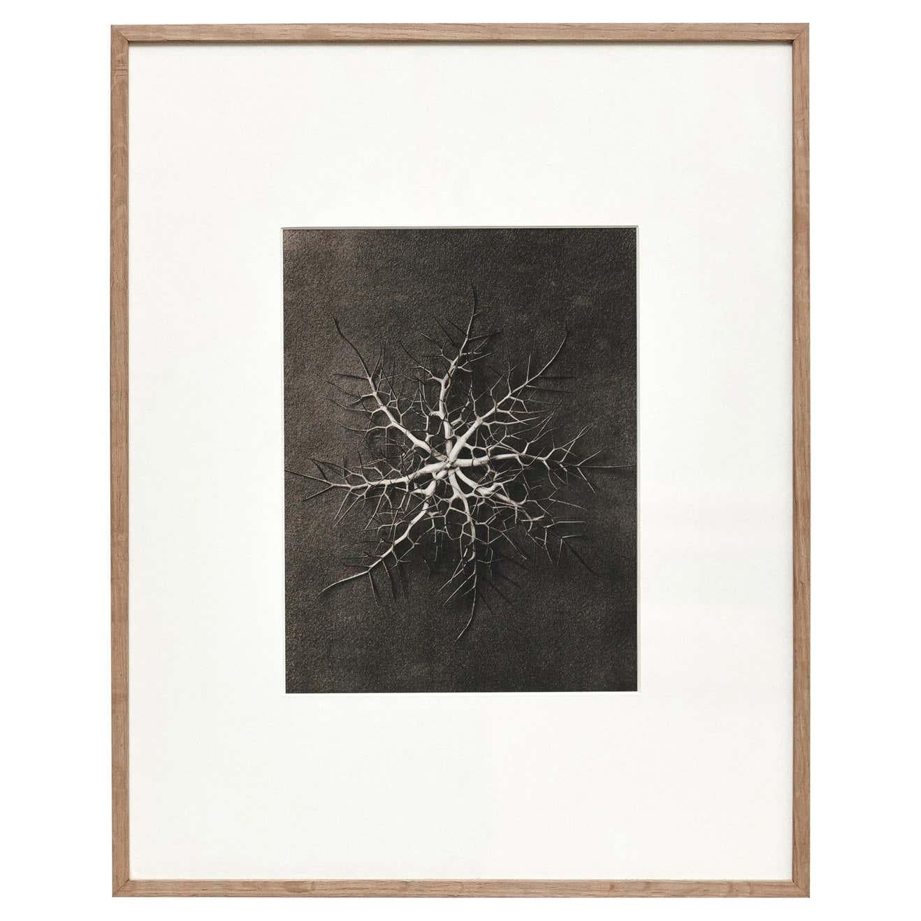 6er-Set Karl Blossfeldt Schwarz-Weiß-Blumen-Photogravüre Botanische Fotografie im Angebot 4