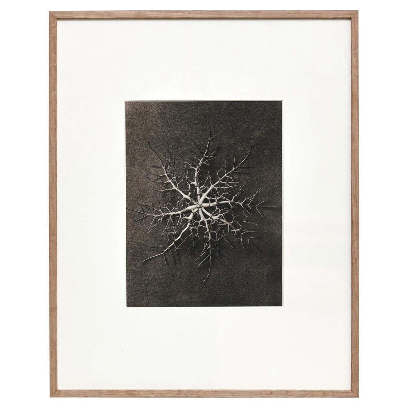 Set of 6 Karl Blossfeldt Black White Flower Photogravure Botanic Photography For Sale 4