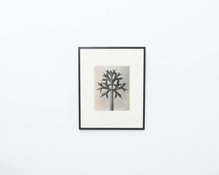 Set of 6 Karl Blossfeldt Black White Flower Photogravure Botanic Photography For Sale 4