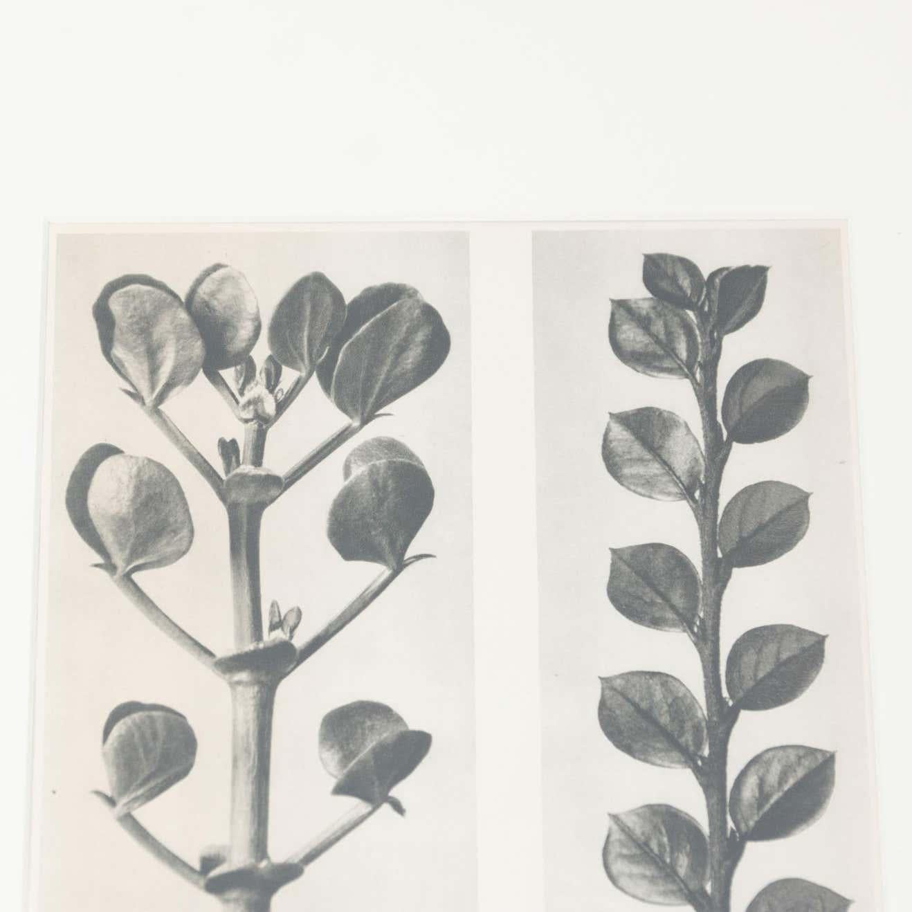 Set of 6 Karl Blossfeldt Black White Flower Photogravure Botanic Photographies 5