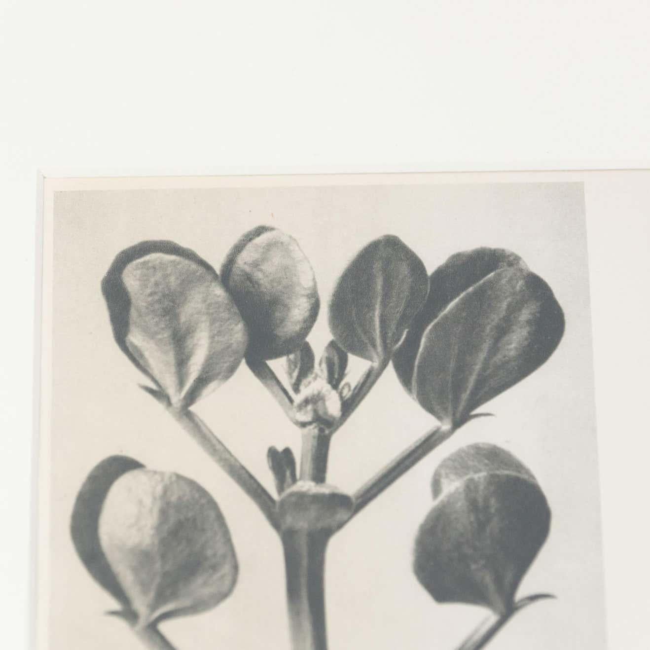 Set of 6 Karl Blossfeldt Black White Flower Photogravure Botanic Photographies 6
