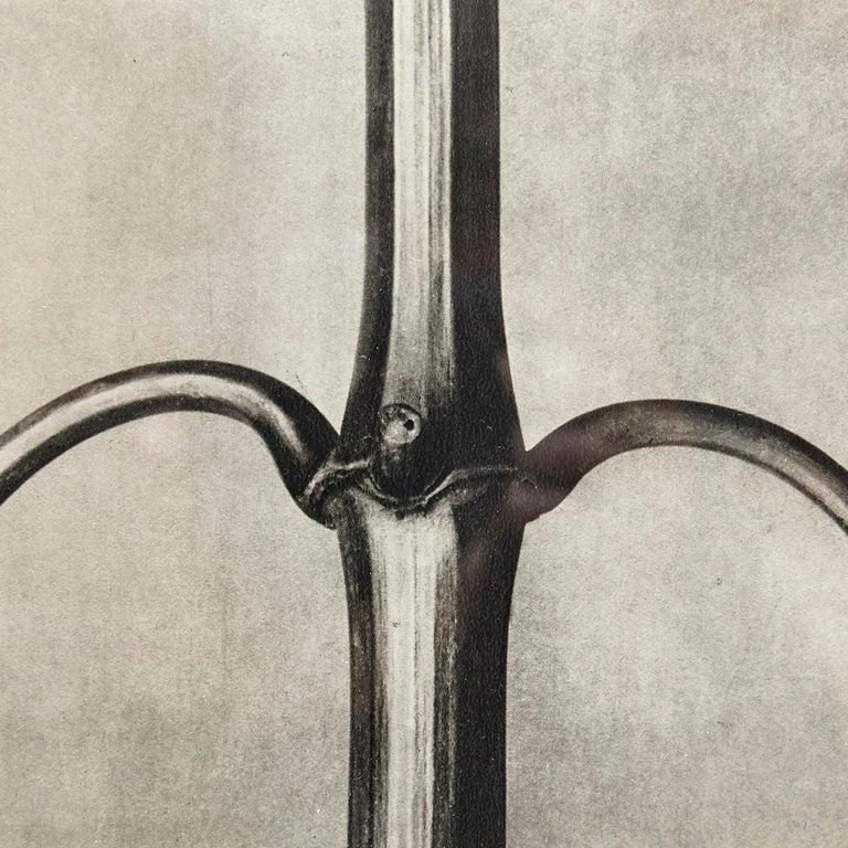 Set of 6 Karl Blossfeldt Black White Flower Photogravure Botanic Photography For Sale 8