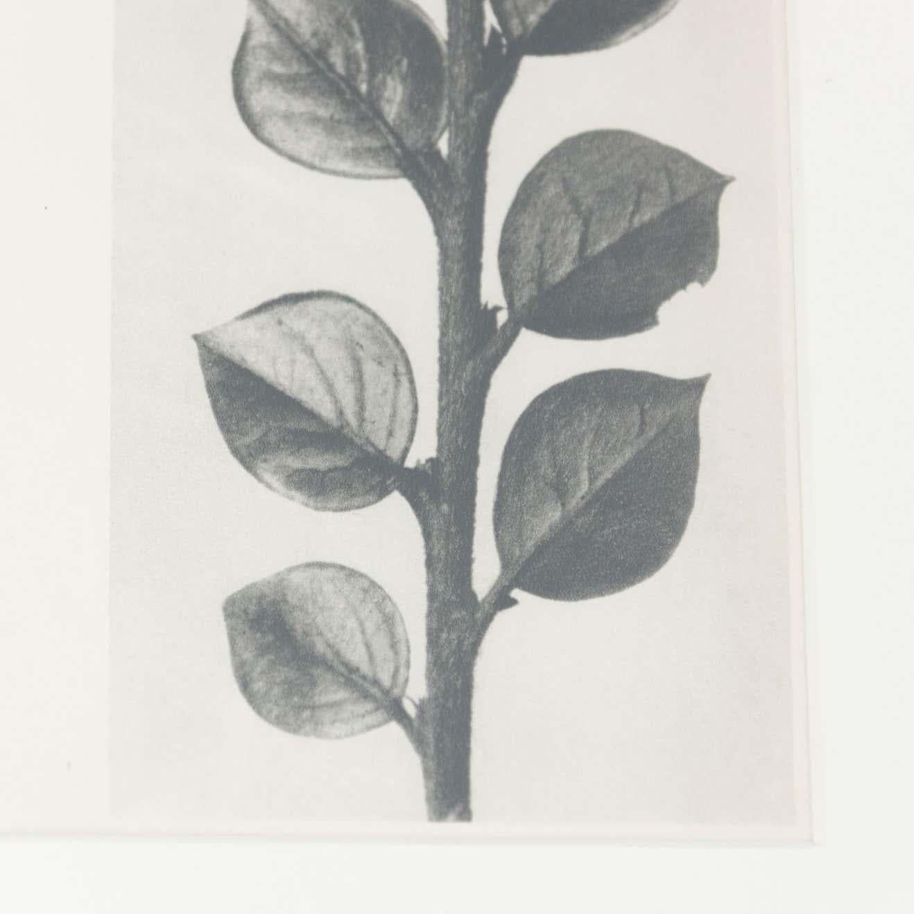 Set of 6 Karl Blossfeldt Black White Flower Photogravure Botanic Photographies 8