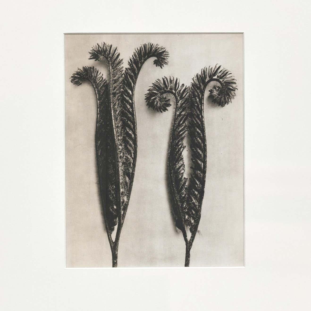 Karl Blossfeldt Photogravure tirée de l'édition du livre 'Wunder in der Natur' en 1942.

Photographie numéro 7. Aspidium filix mas. Wurmfarn. Junge gerollte Blätter in 4 facher Vergrößerung