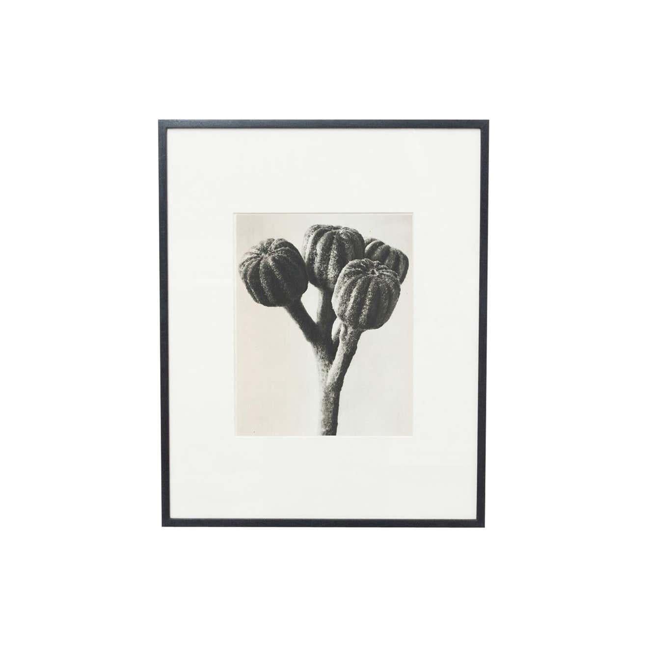 Immerse yourself in the captivating world of Karl Blossfeldt with this set of 6 framed photogravures from the 1942 edition of the book 'Wunder in der Natur.' Blossfeldt, a German photographer, sculptor, and artist, left an indelible mark with his