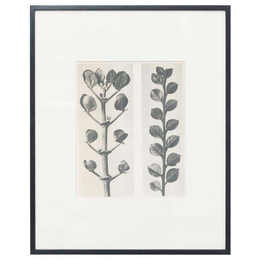 Spanish Set of 6 Karl Blossfeldt Black White Flower Photogravure Botanic Photographies