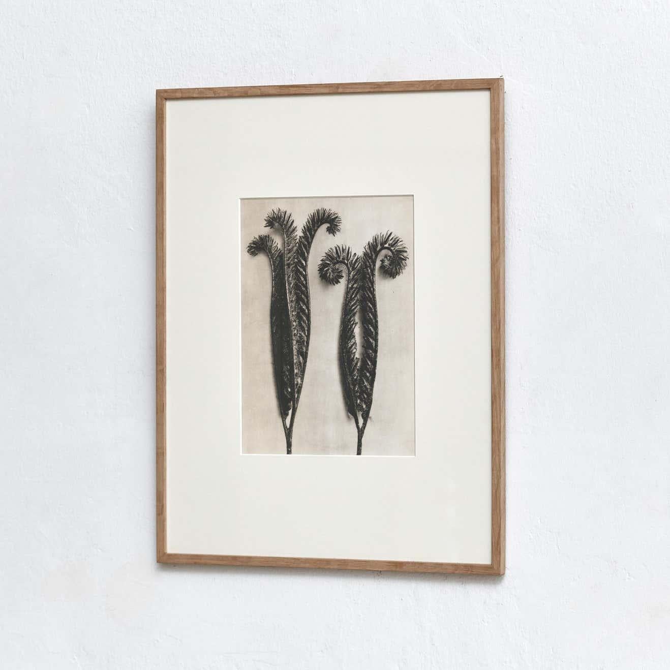 Set of 6 Karl Blossfeldt Black White Flower Photogravure Botanic Photography In Good Condition For Sale In Barcelona, Barcelona