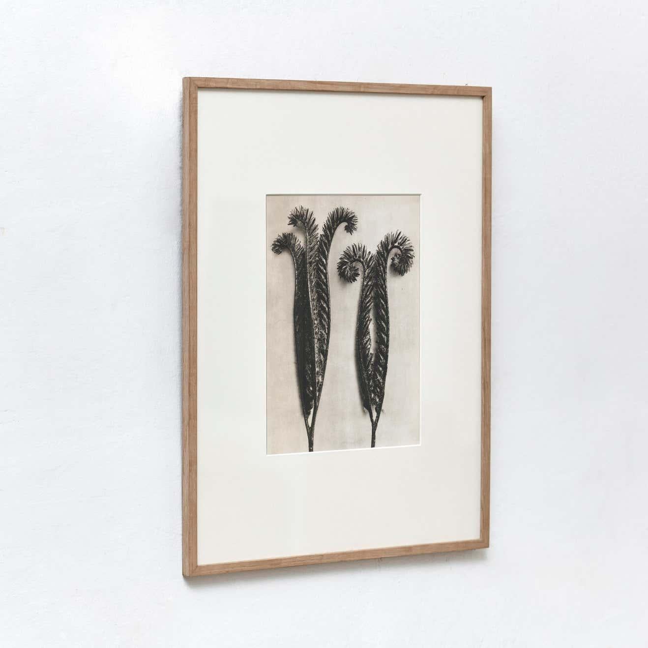 Set of 6 Karl Blossfeldt Black White Flower Photogravure Botanic Photography In Good Condition For Sale In Barcelona, Barcelona