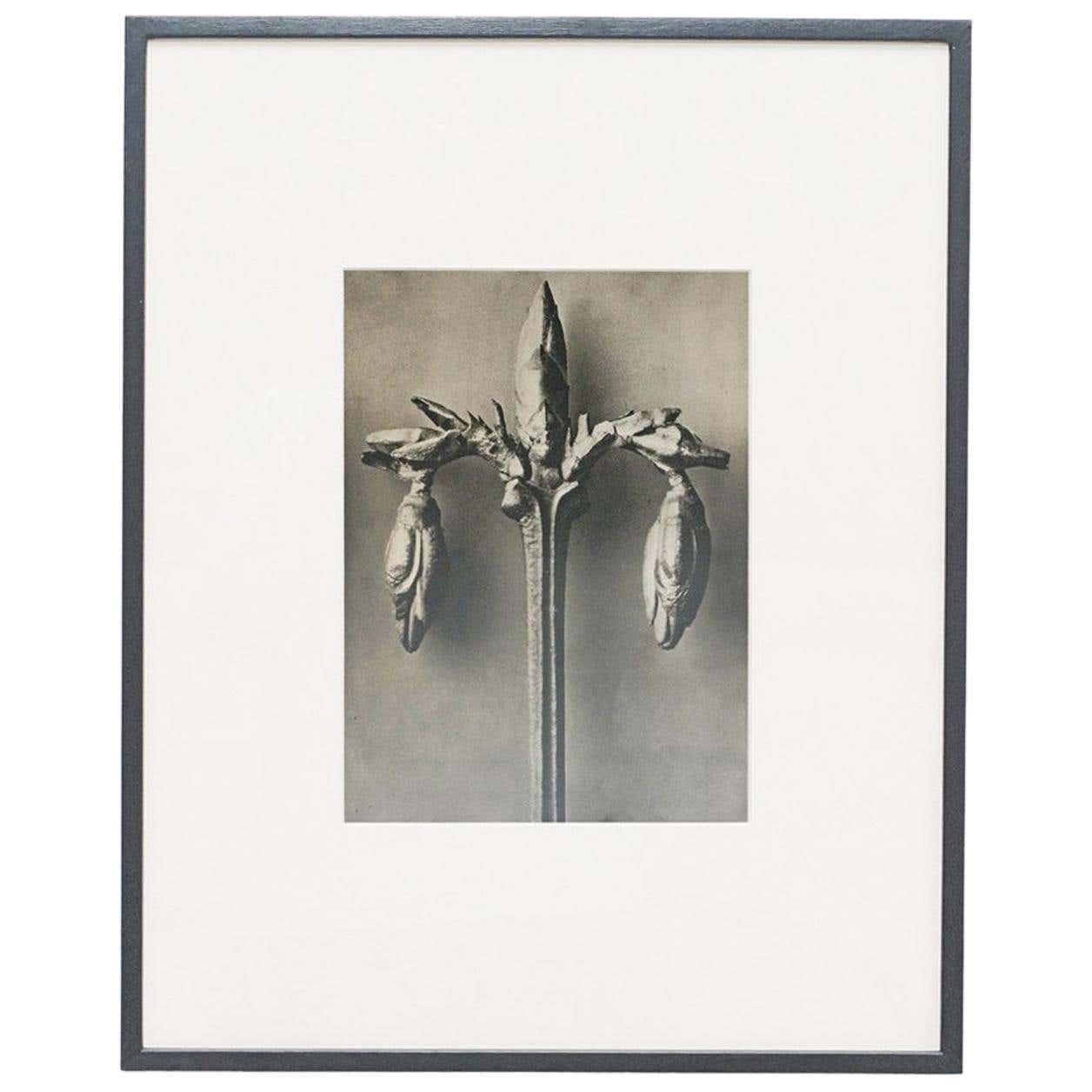 Set of 6 Karl Blossfeldt Black White Flower Photogravure Botanic Photographies In Good Condition In Barcelona, Barcelona