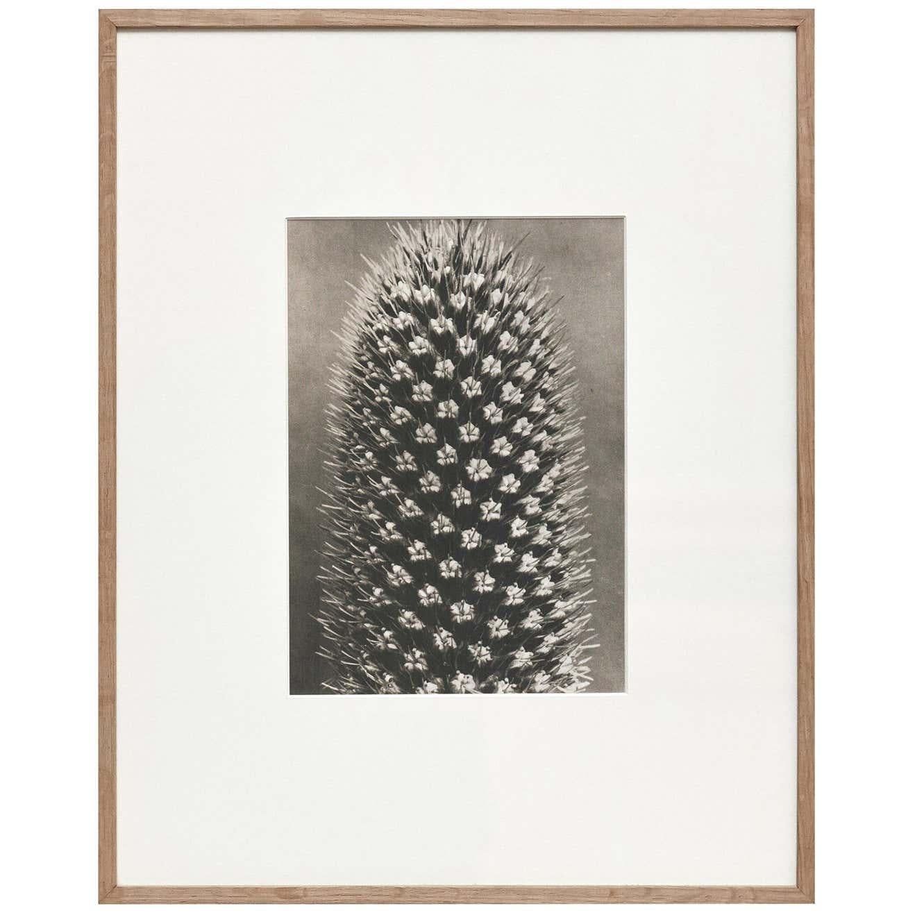 Mid-20th Century Set of 6 Karl Blossfeldt Black White Flower Photogravure Botanic Photography For Sale