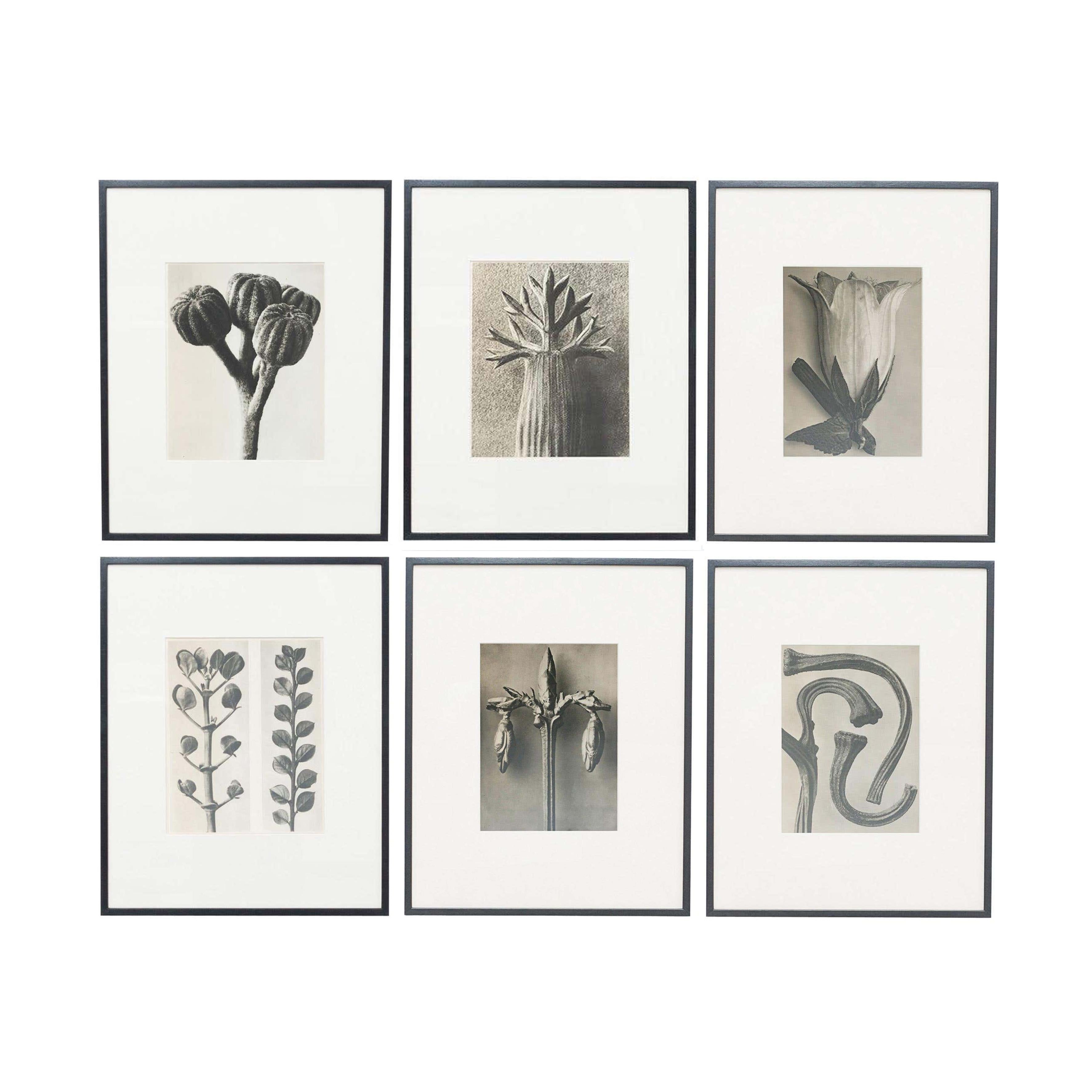 Mid-20th Century Set of 6 Karl Blossfeldt Black White Flower Photogravure Botanic Photographies