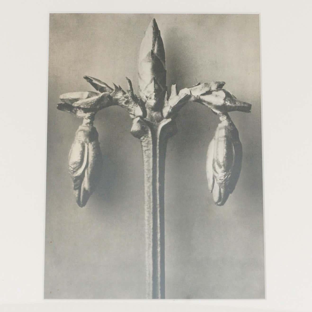Set of 6 Karl Blossfeldt Black White Flower Photogravure Botanic Photographies 1