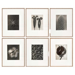 Vintage Set of 6 Karl Blossfeldt Black White Flower Photogravure Botanic Photography