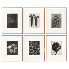 6er-Set Karl Blossfeldt Schwarz-Weiß-Blumen-Photogravüre Botanische Fotografie